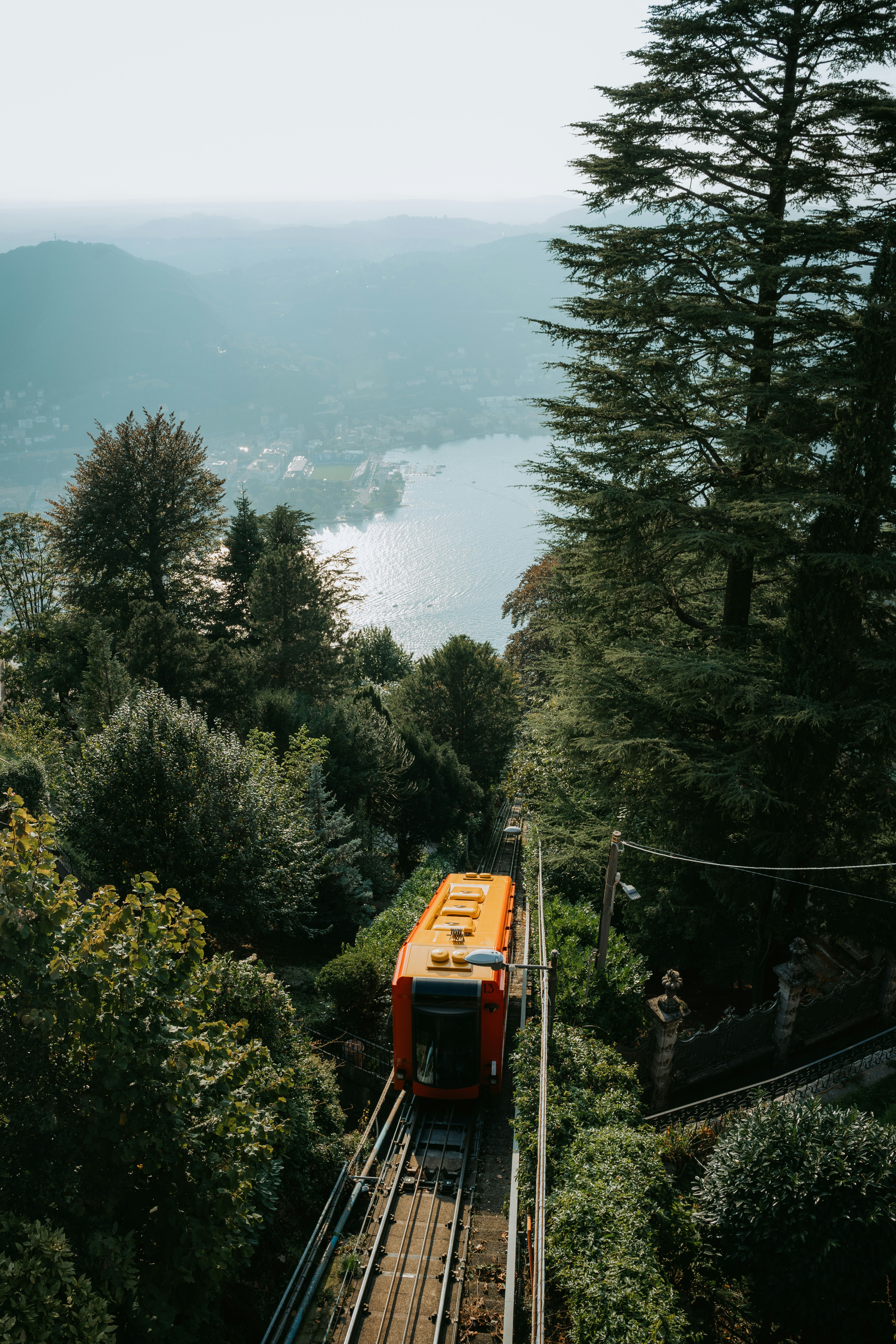 A train traveling through a lush green forest
