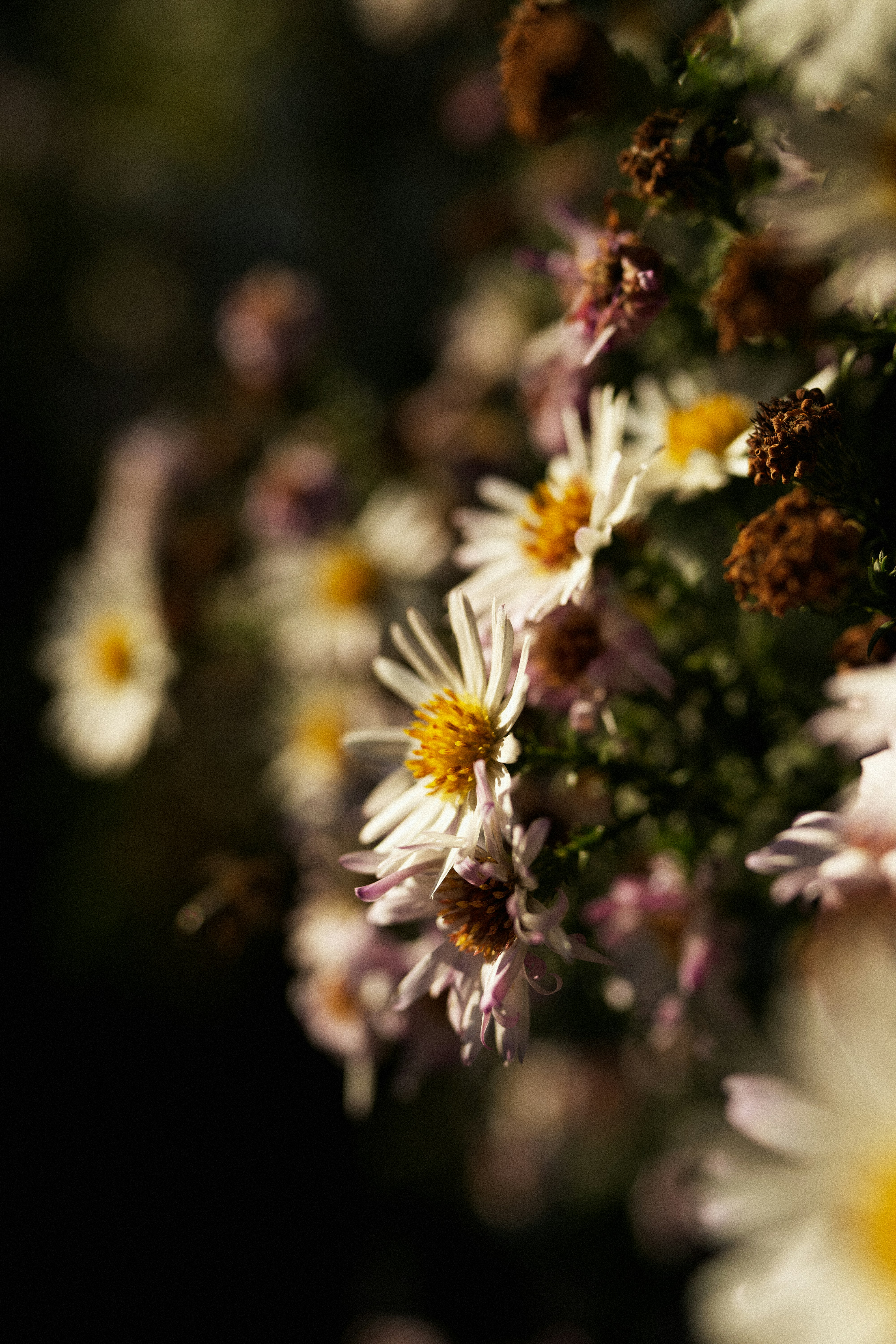 Photo by koshiera