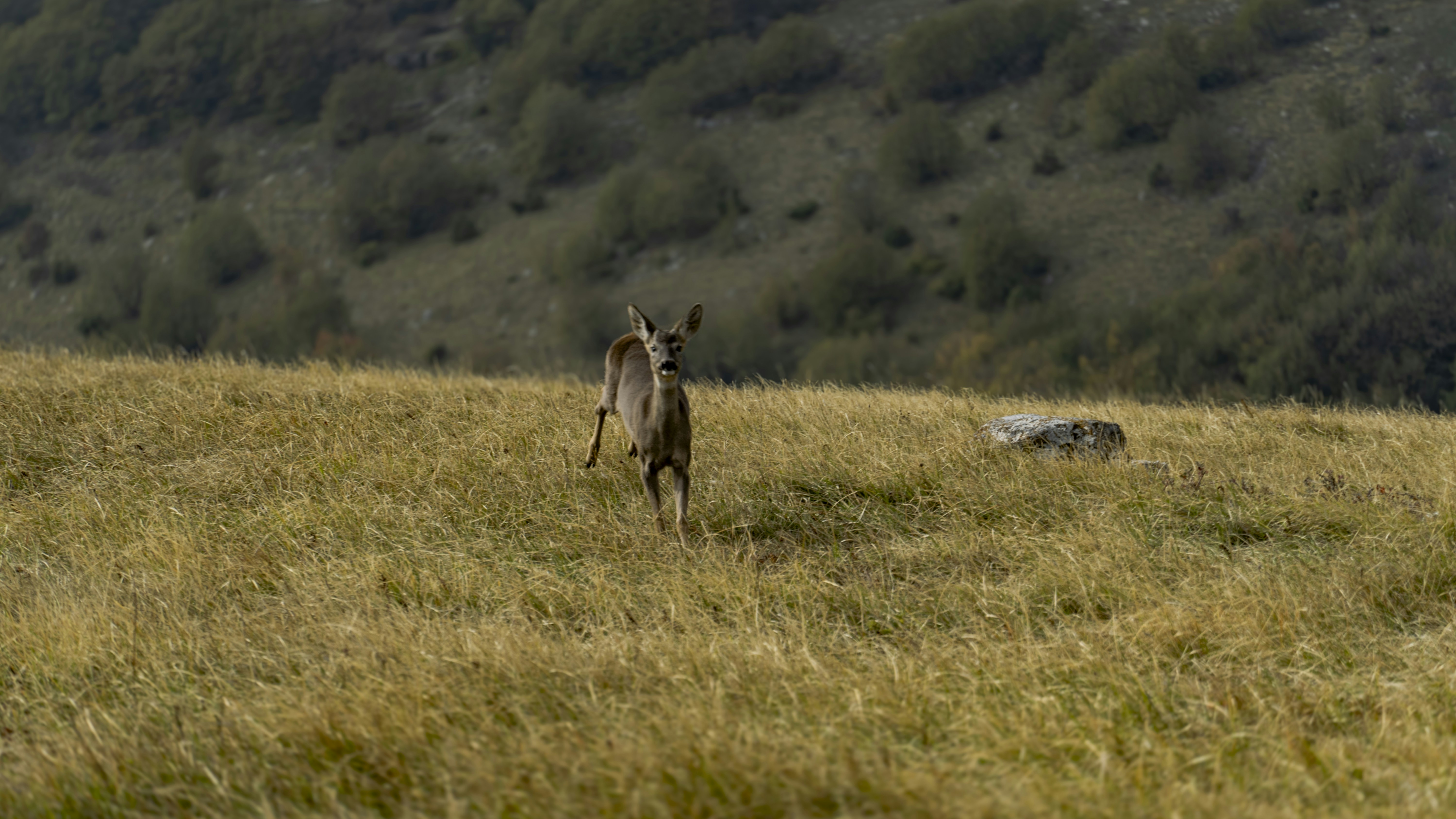 풀로 덮인 들판 위에 서 있는 사슴
