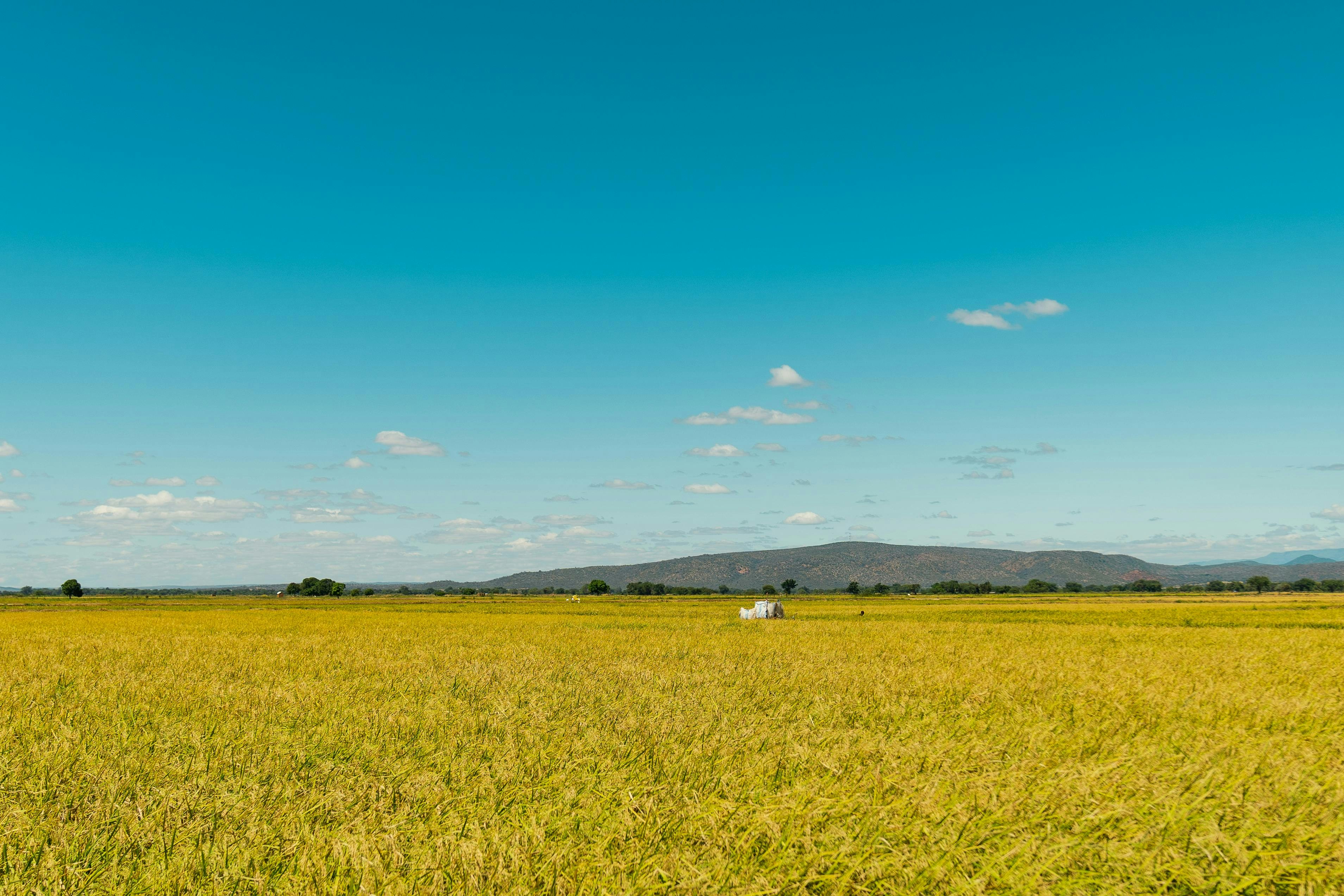 A large field of green grass under a blue sky