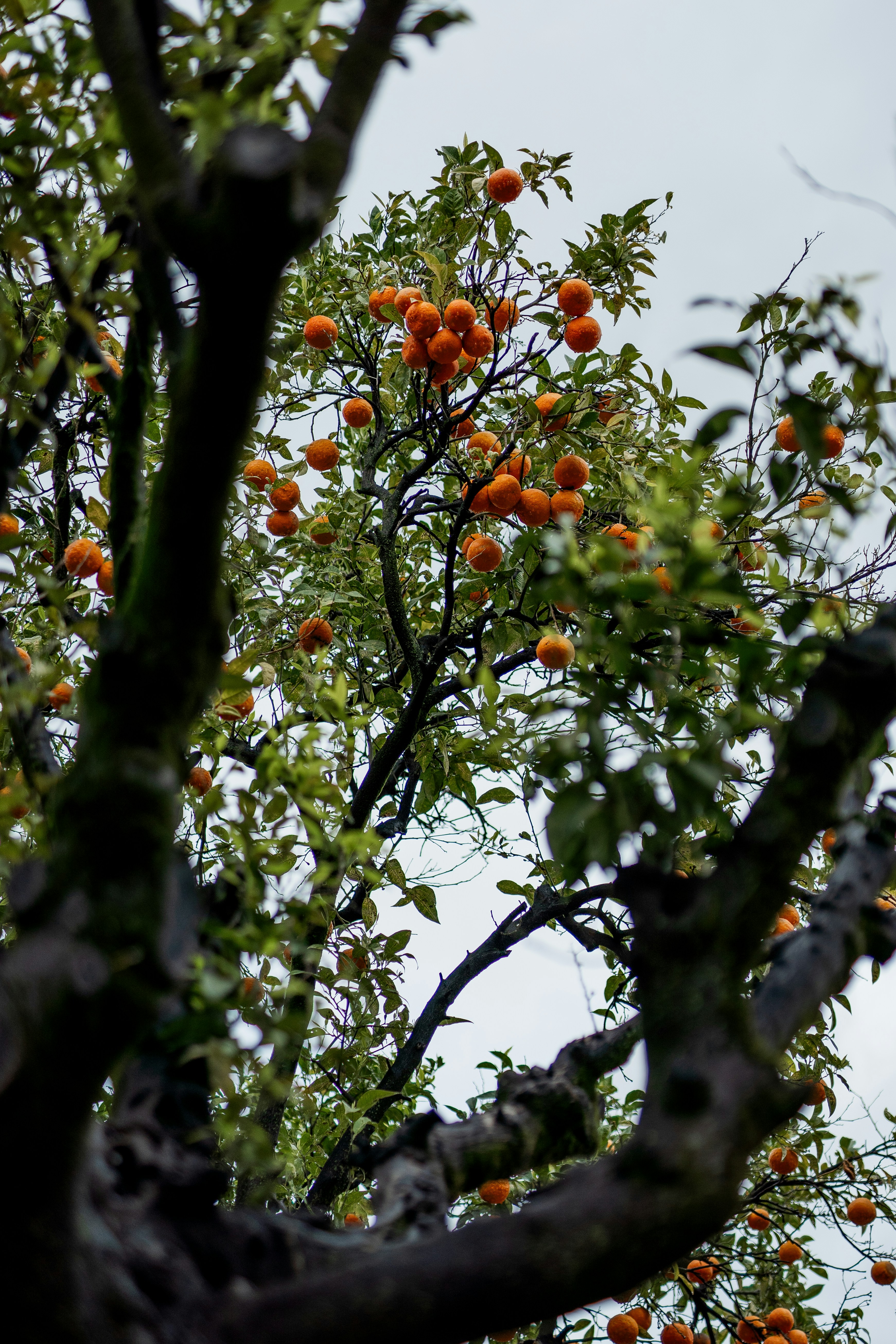 Ein Baum voller Orangen unter einem bewölkten Himmel