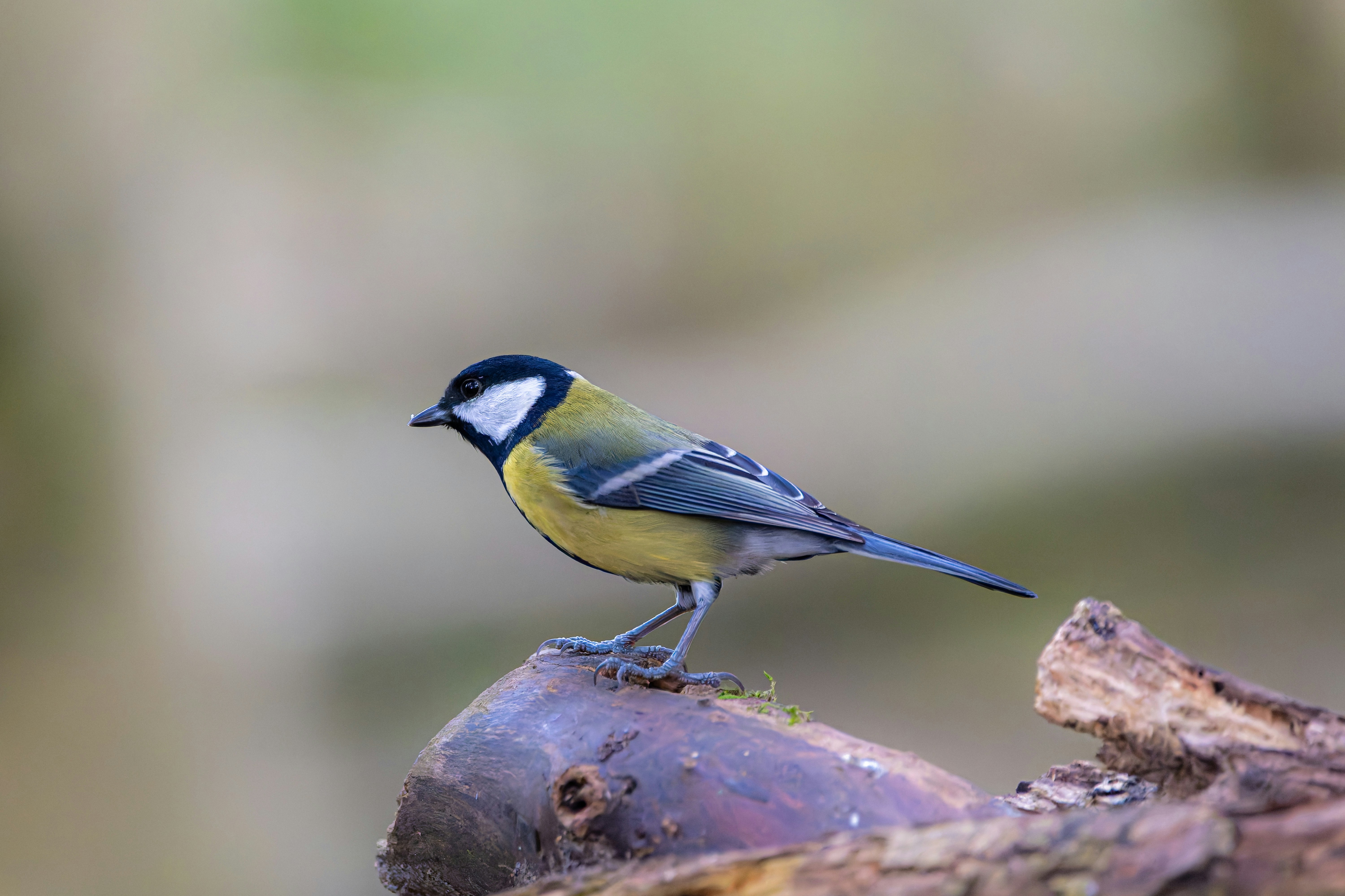 Photo by siegfriedpoepperl