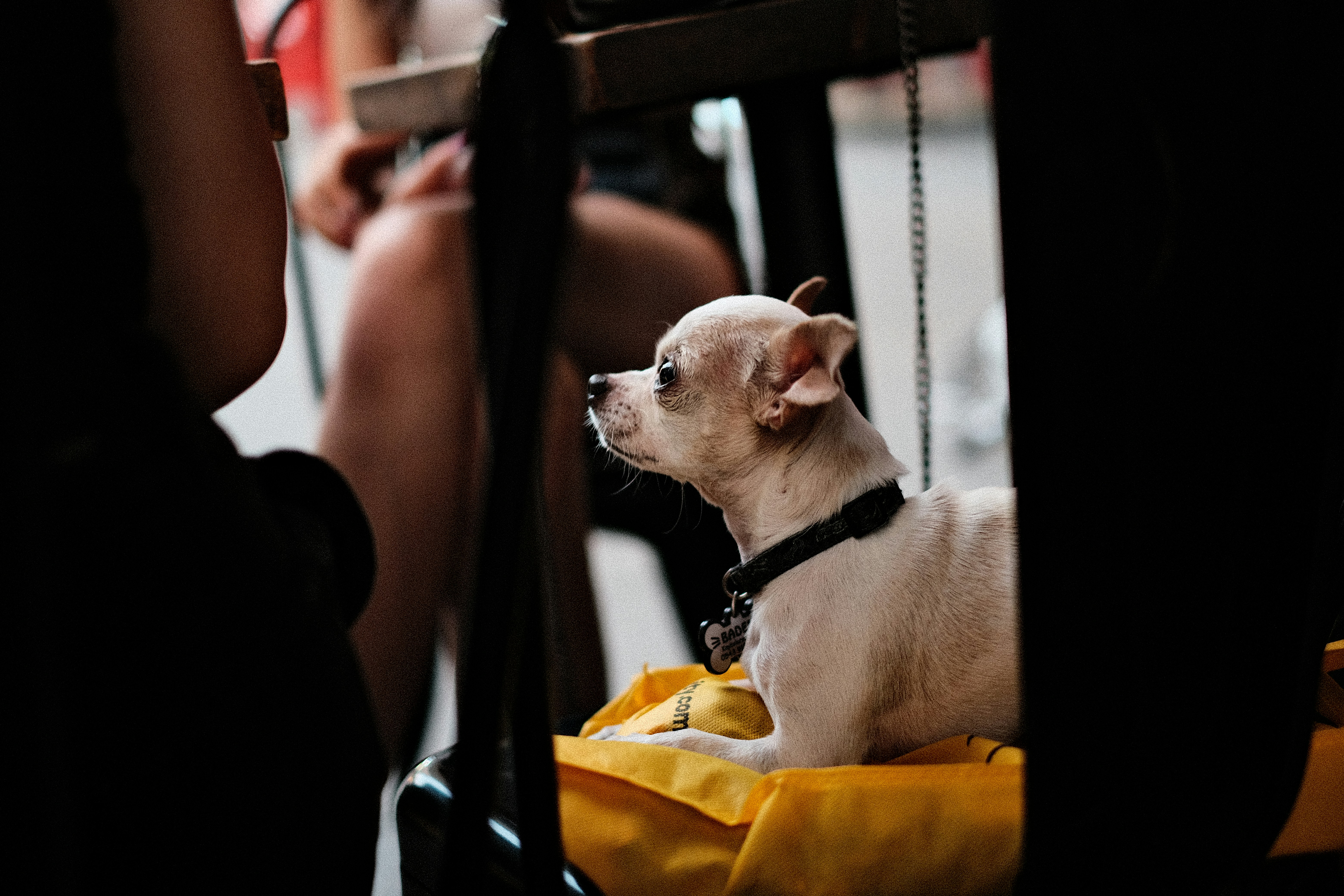 Bruges with Your Dog: A Pet-Friendly City Guide