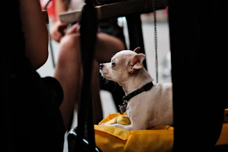 A small white dog sitting on top of a chair