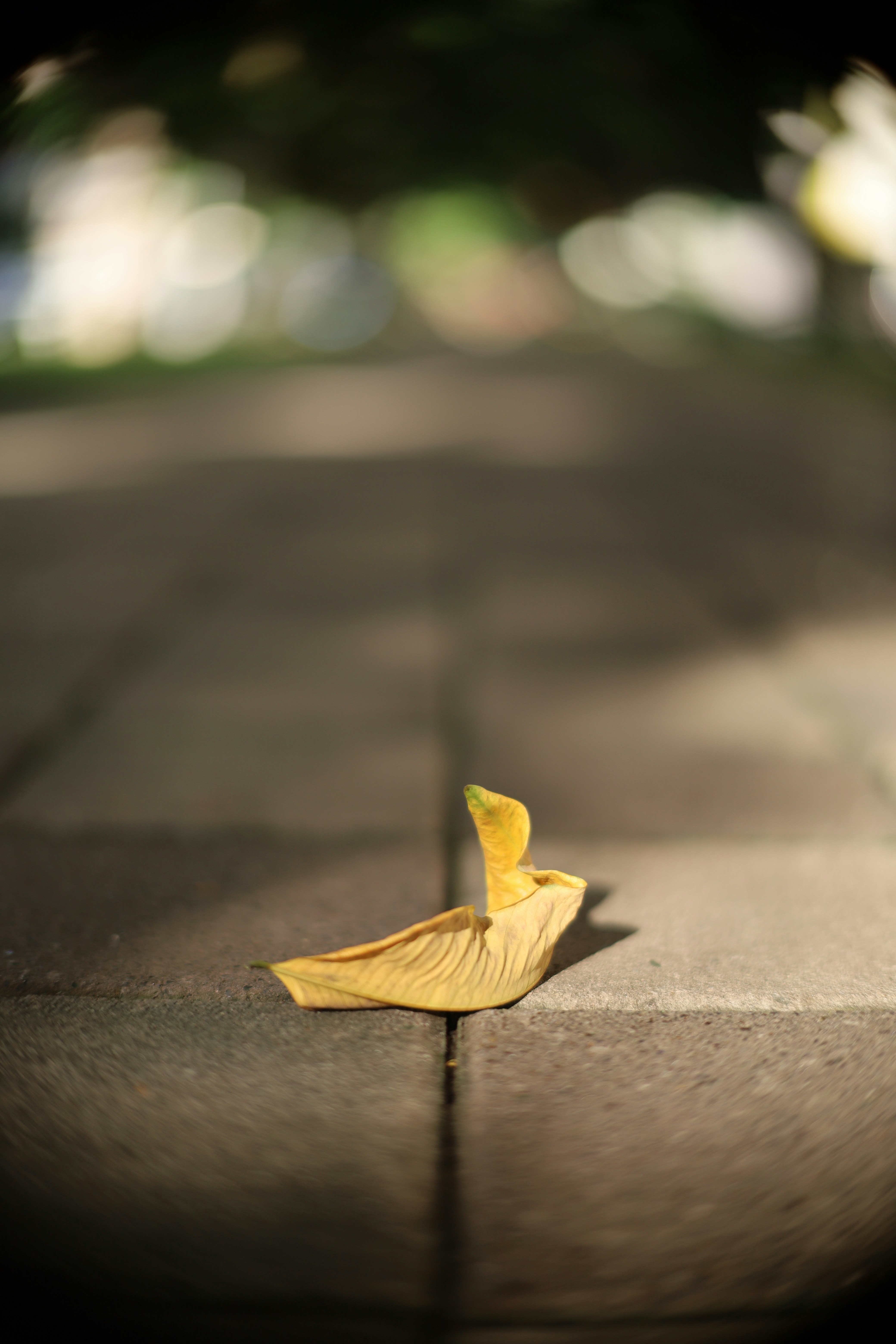 Photo by yoyocameraworld