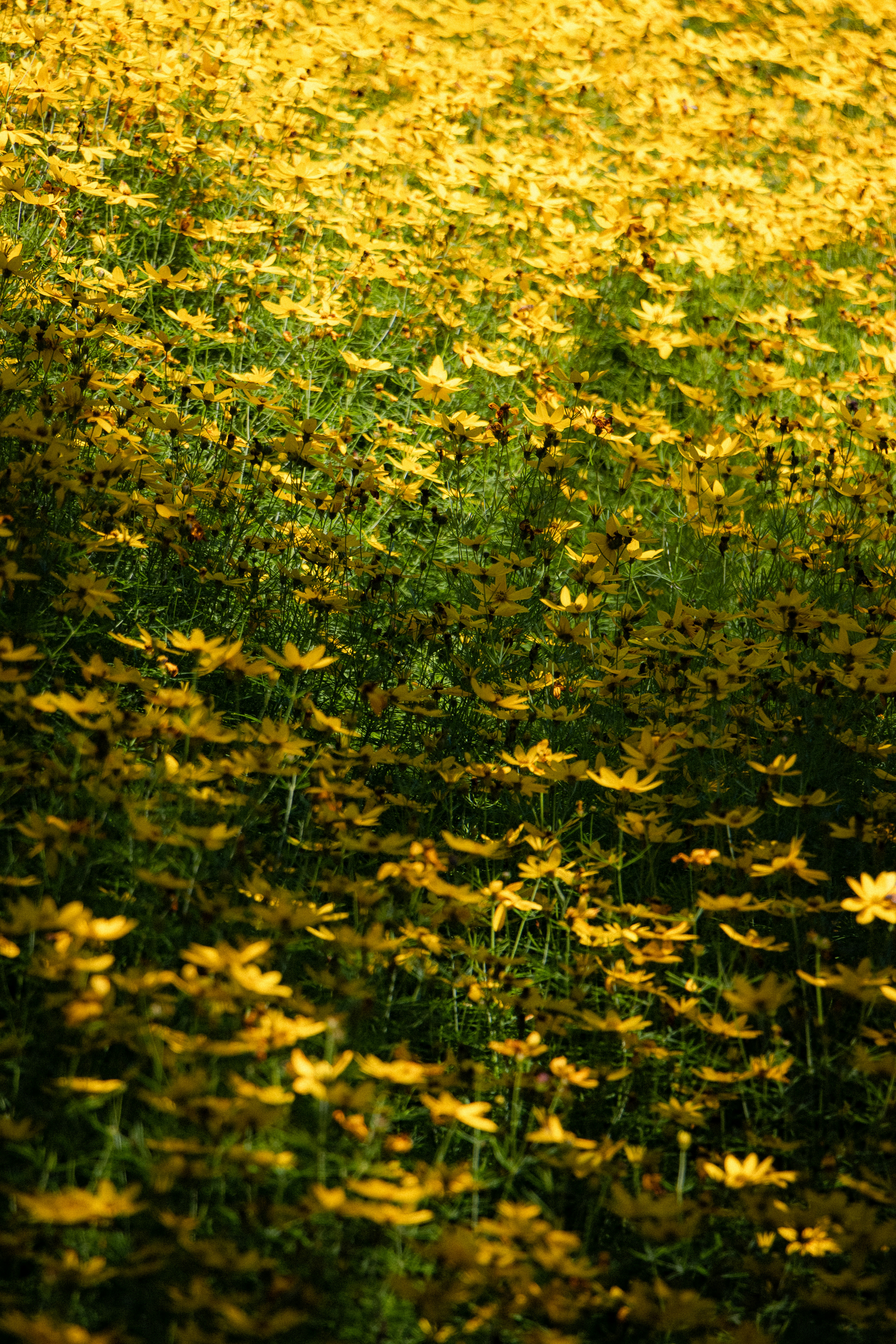 Un campo lleno de flores amarillas con una boca de incendios en el centro