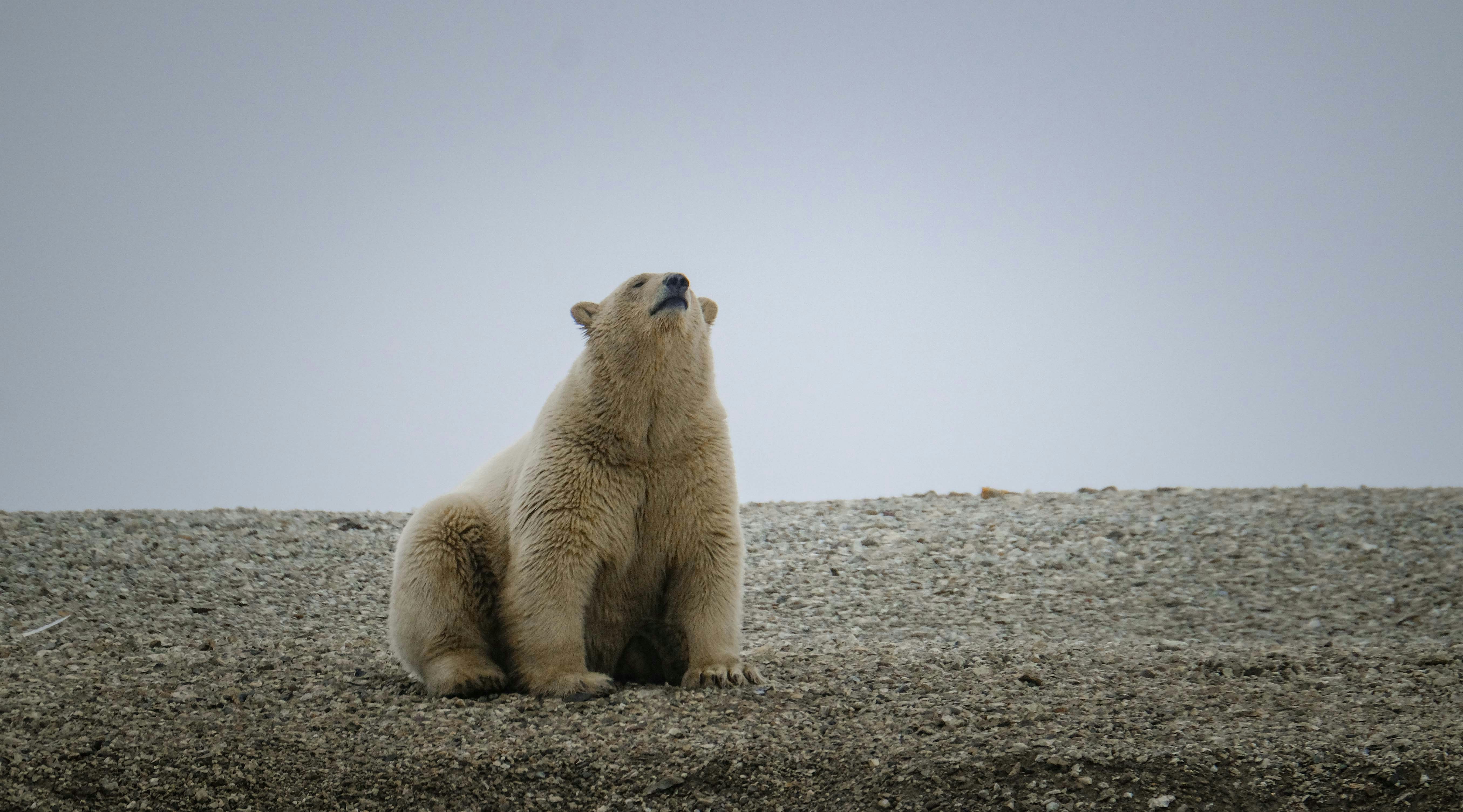 Photo by francesco_ungaro