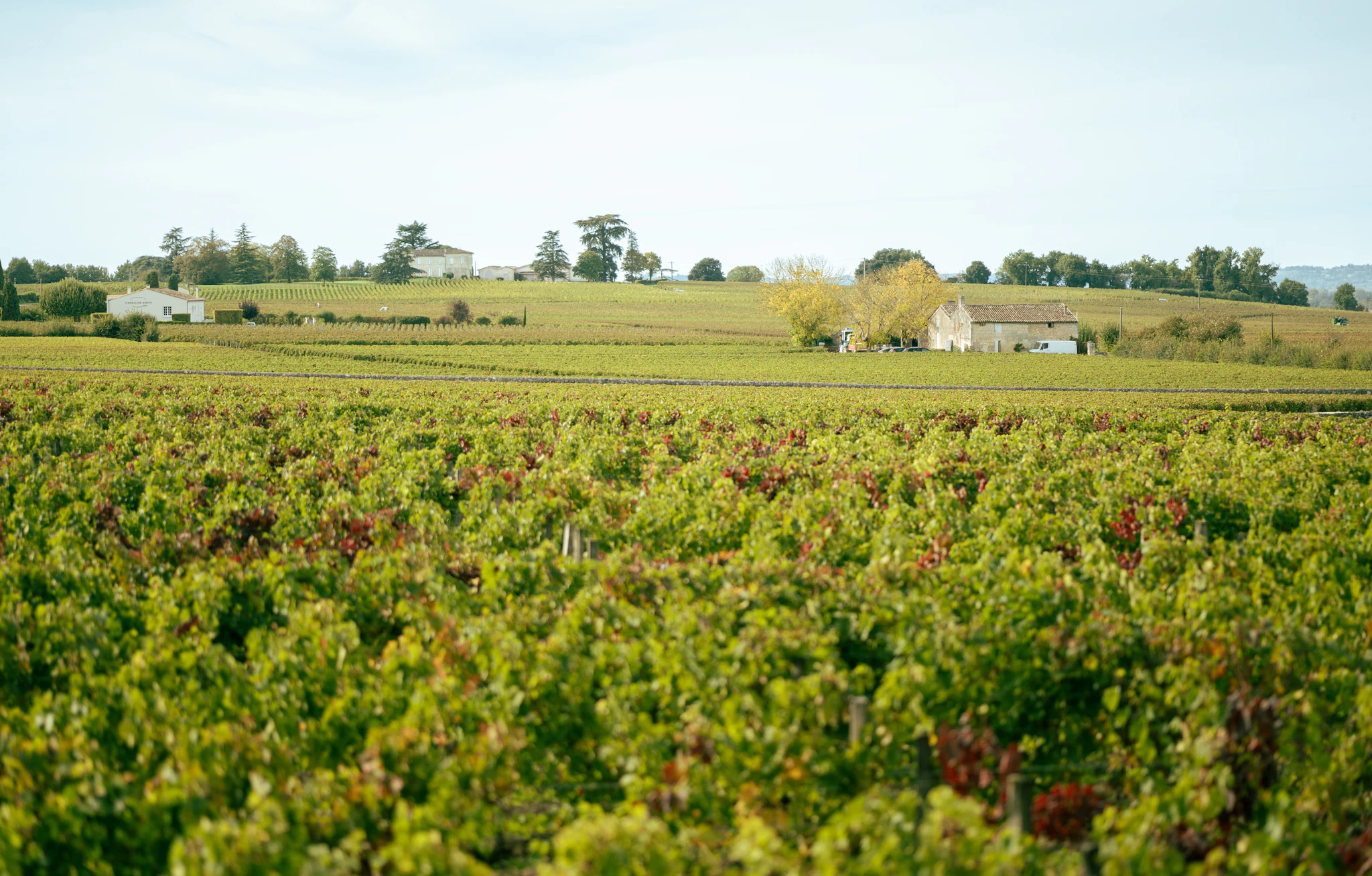 Sauternes