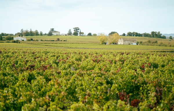 Bordeaux vineyard landscape