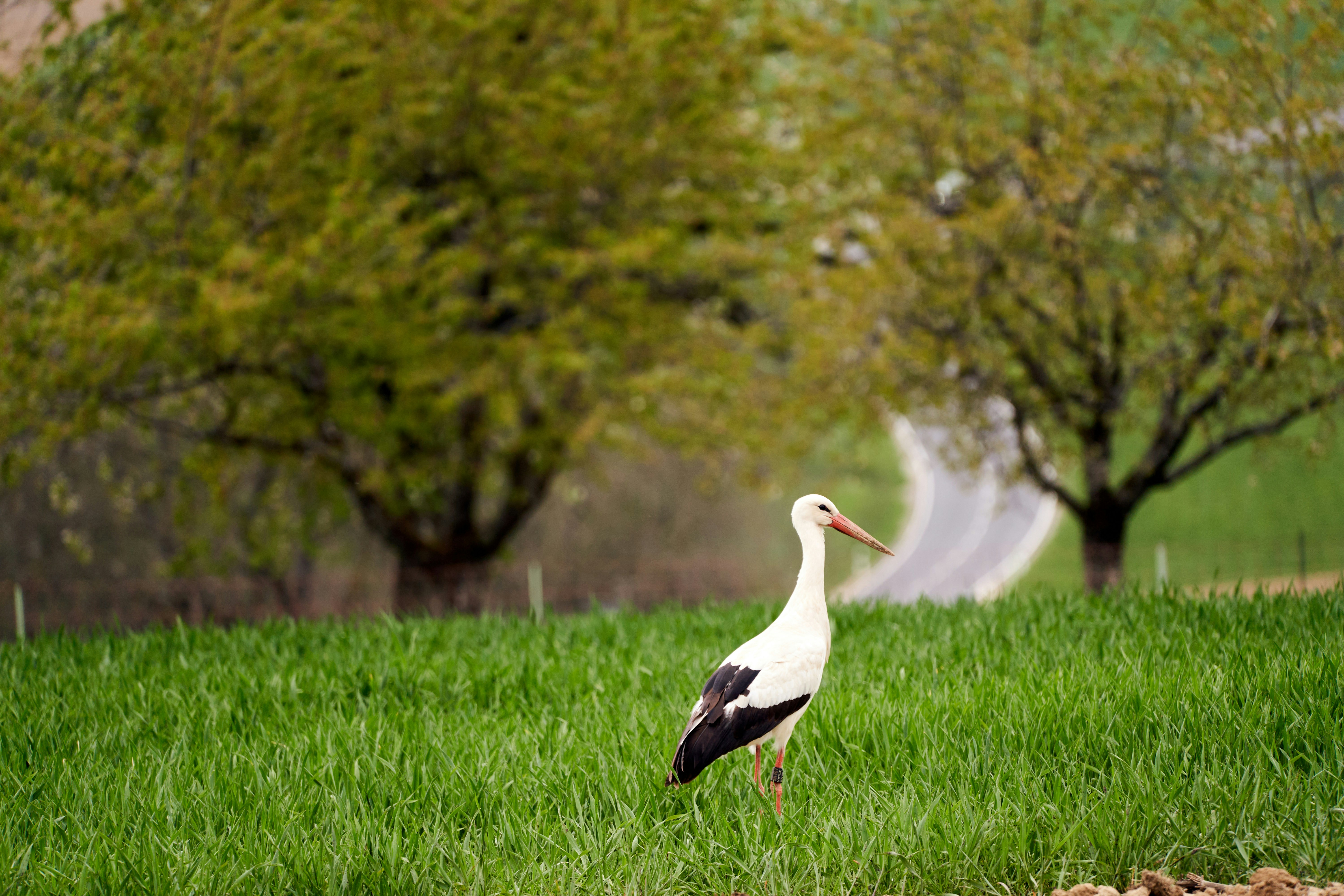 Photo by wolfgang_hasselmann