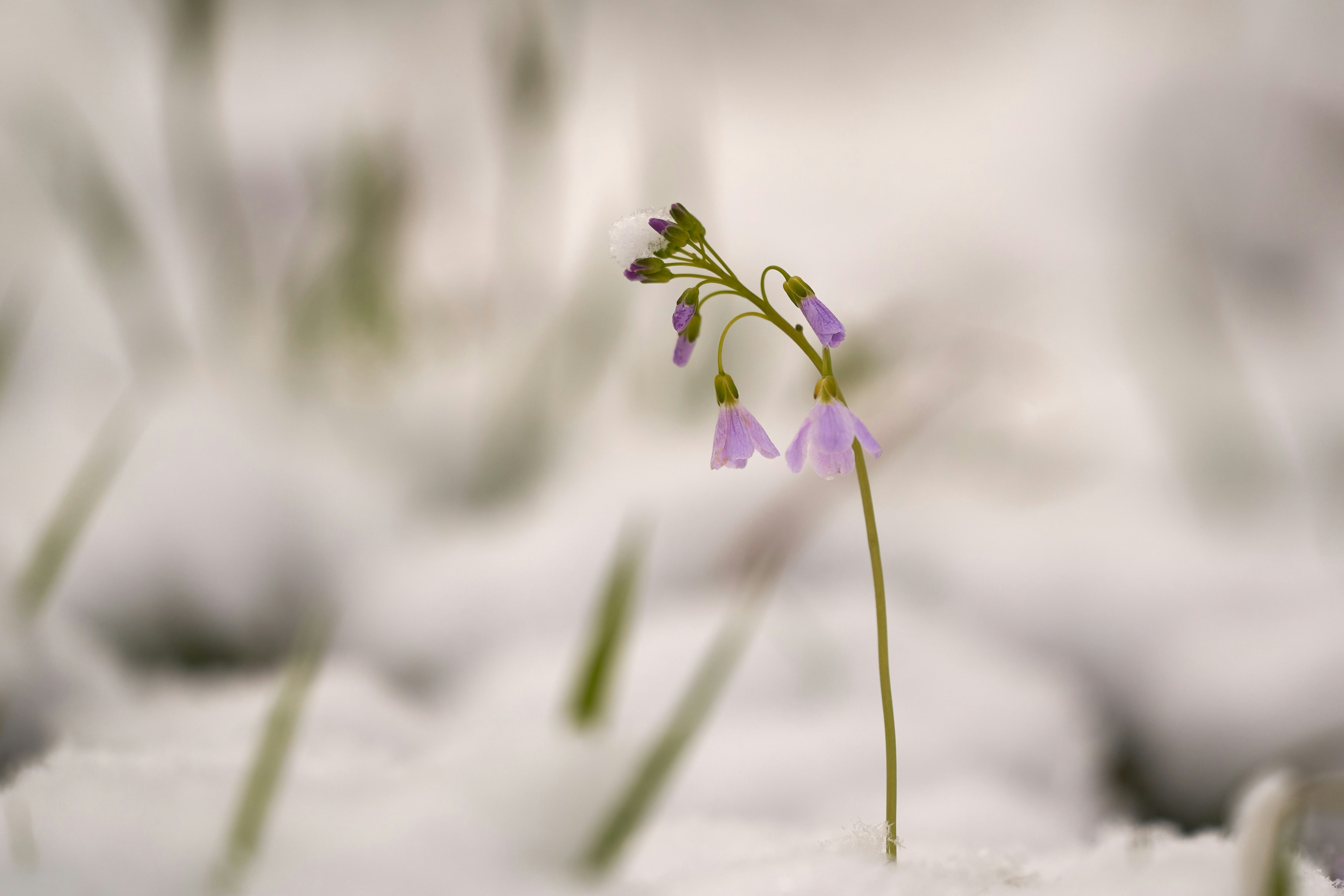 Photo by wolfgang_hasselmann