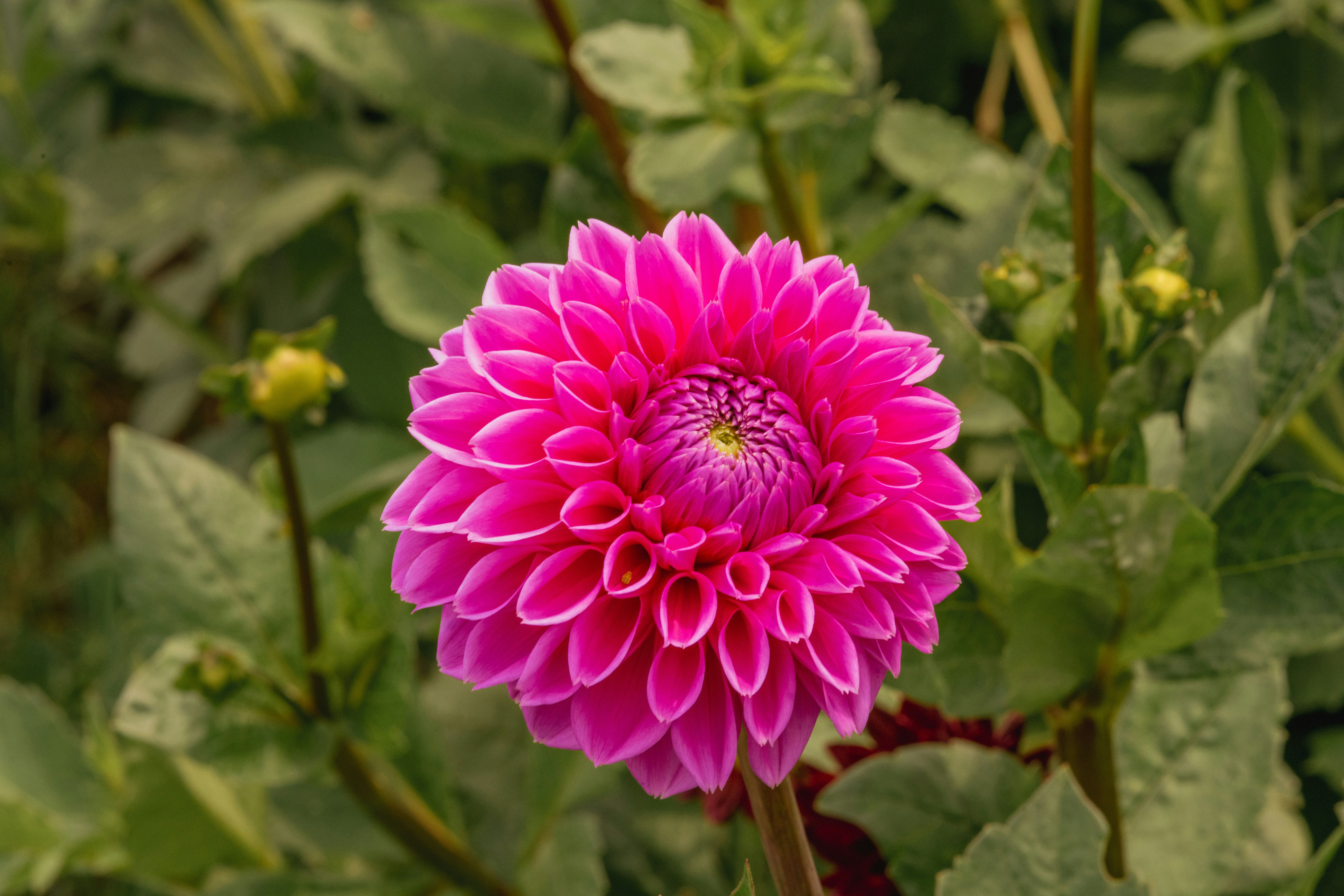 Photo by siegfriedpoepperl