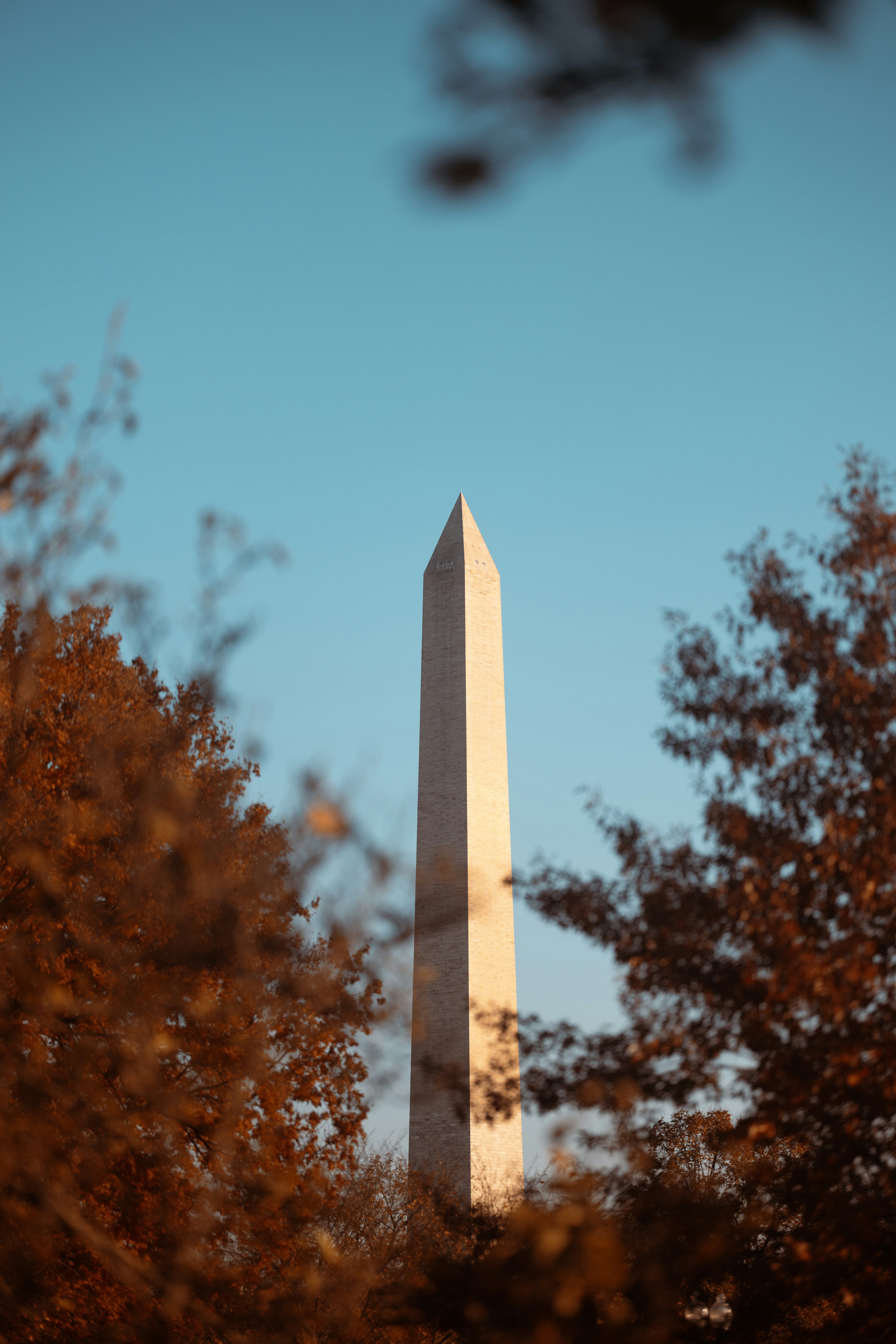 Une vue du monument de Washington à travers les arbres