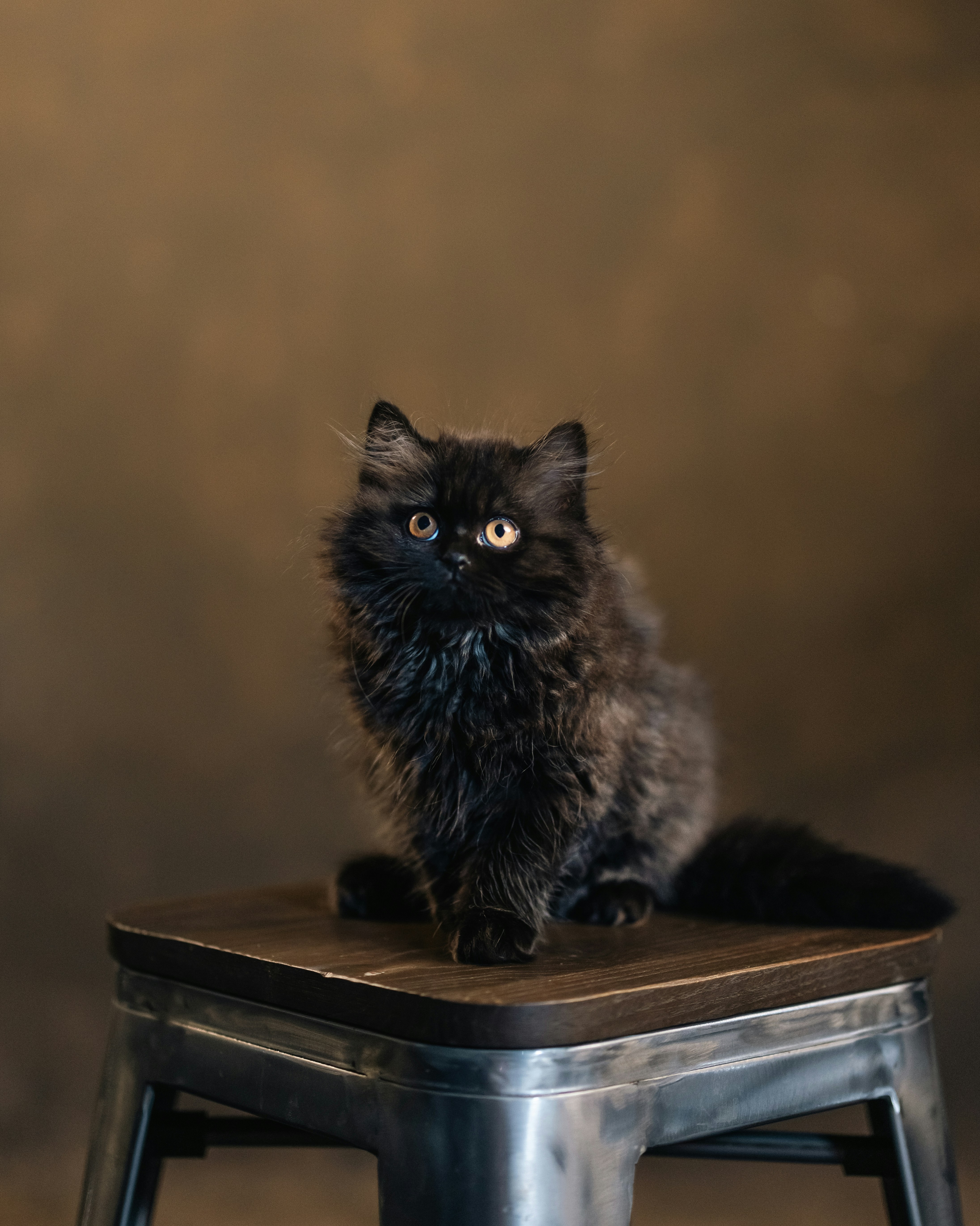 Un gato negro sentado encima de un taburete de metal foto – Imagen de Gato  gratuita en Unsplash, image size:3000x3750