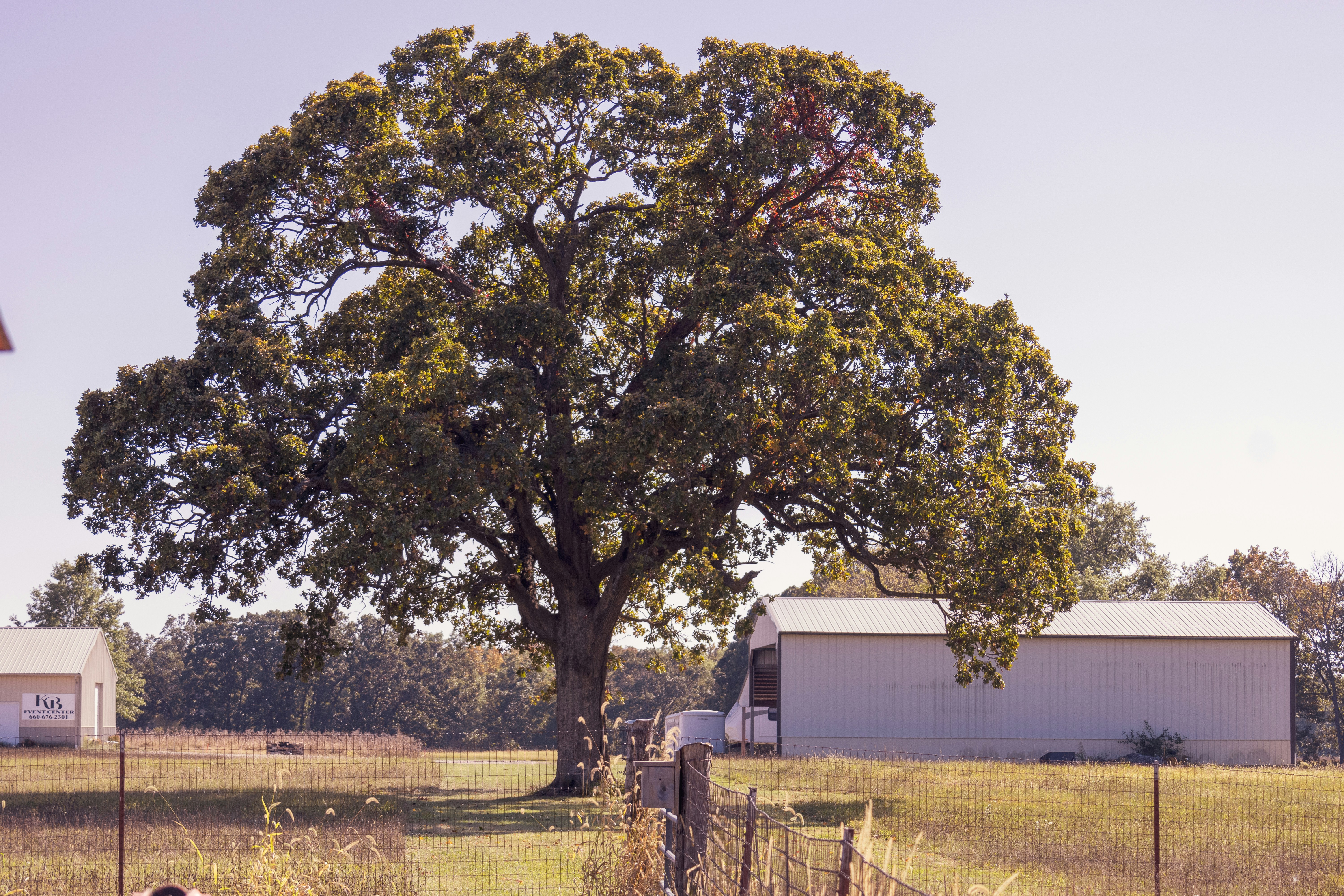 A dog standing in a field next to a tree