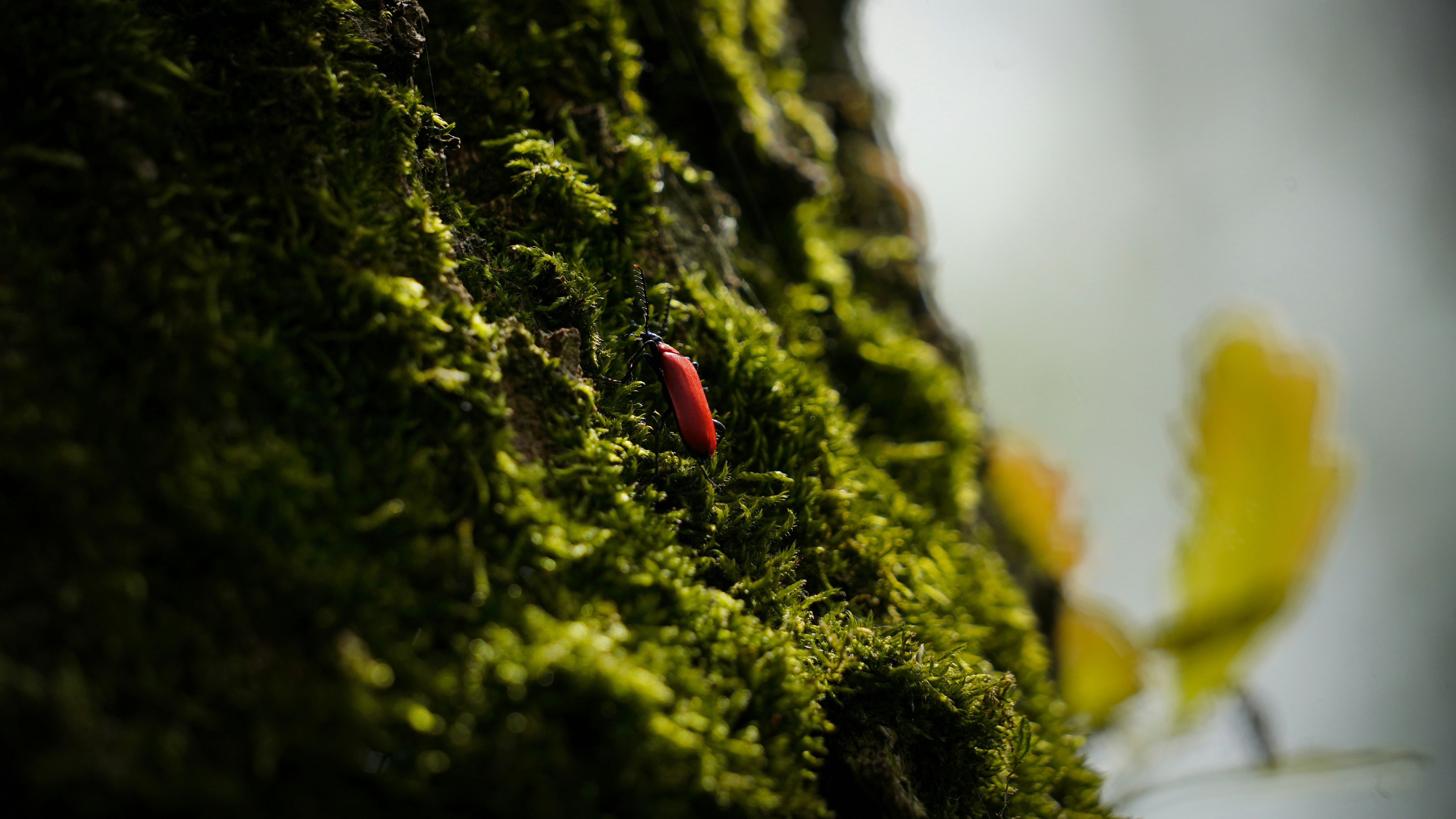 A close up of a moss covered wall