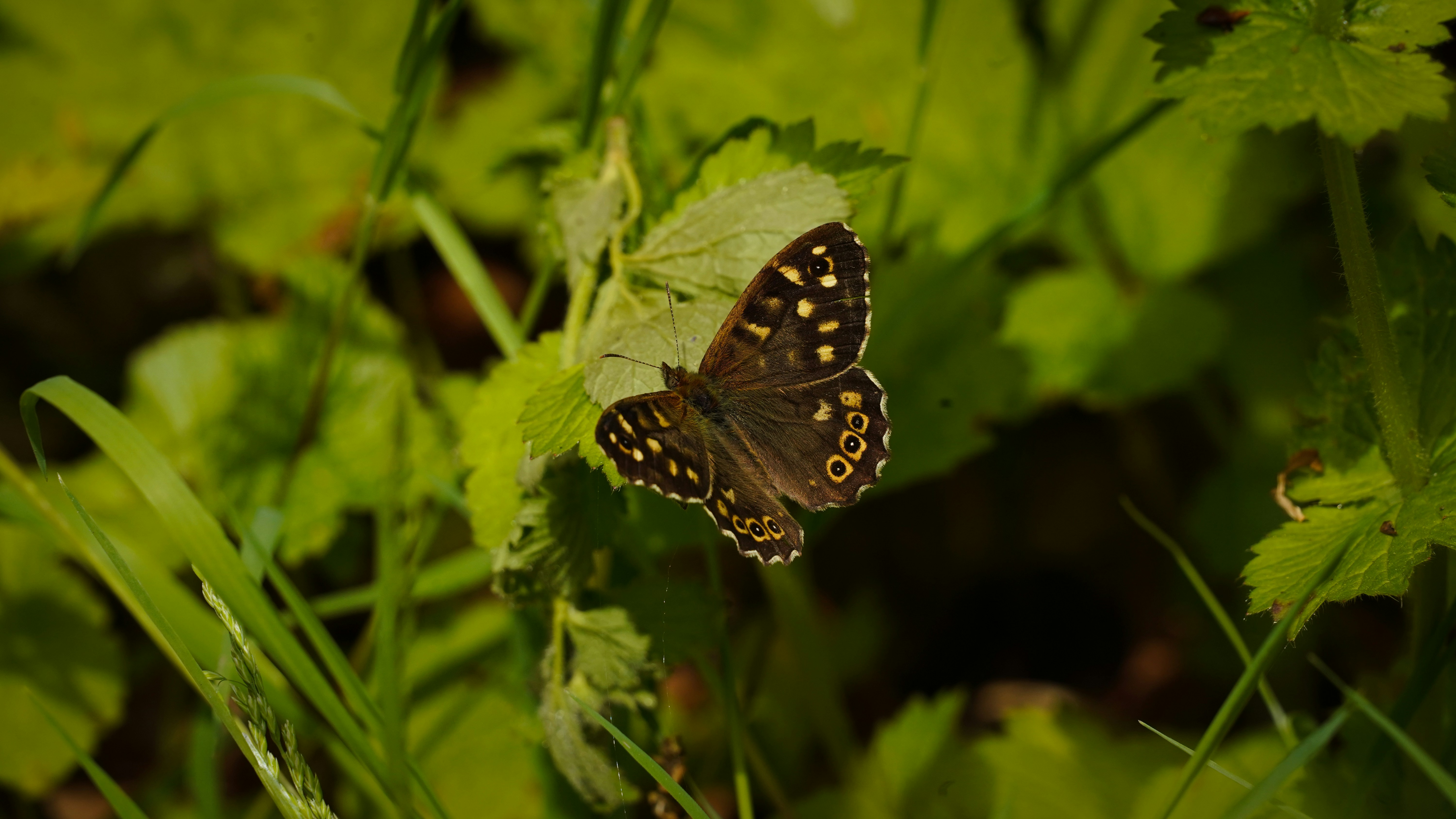 A butterfly sitting on top of a green plant