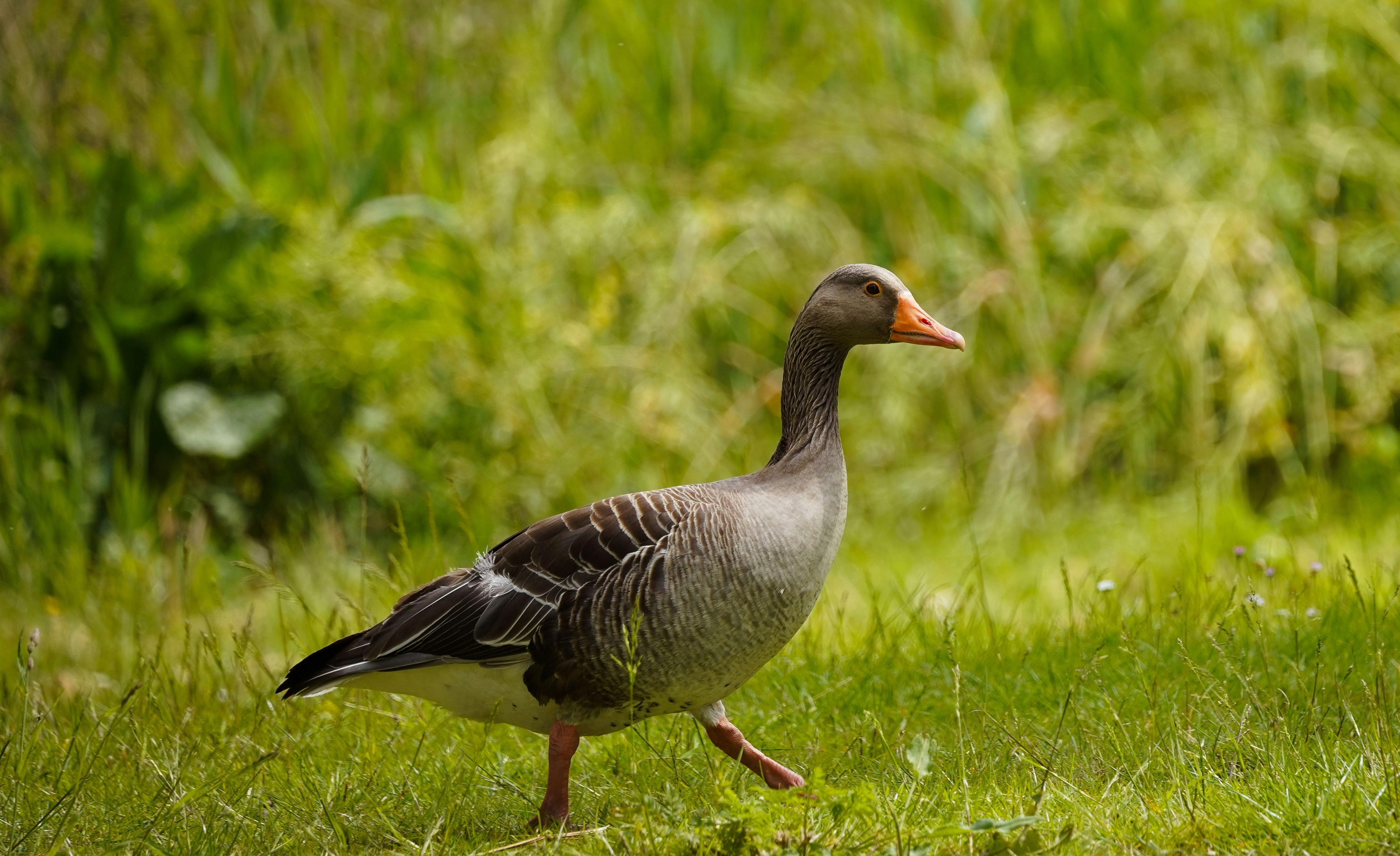 A duck walking in the grass near some bushes