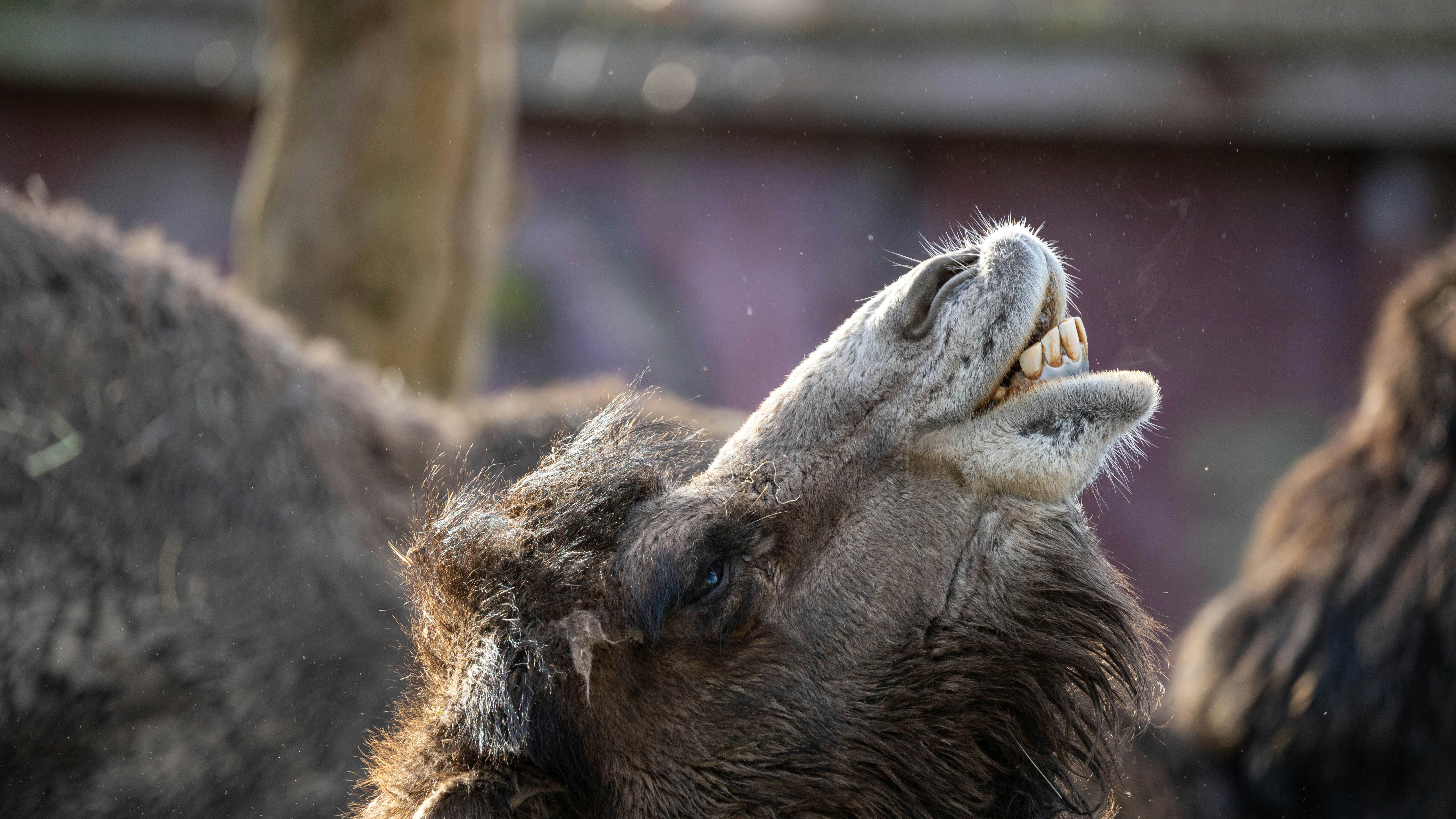 A close up of a camel with its mouth open