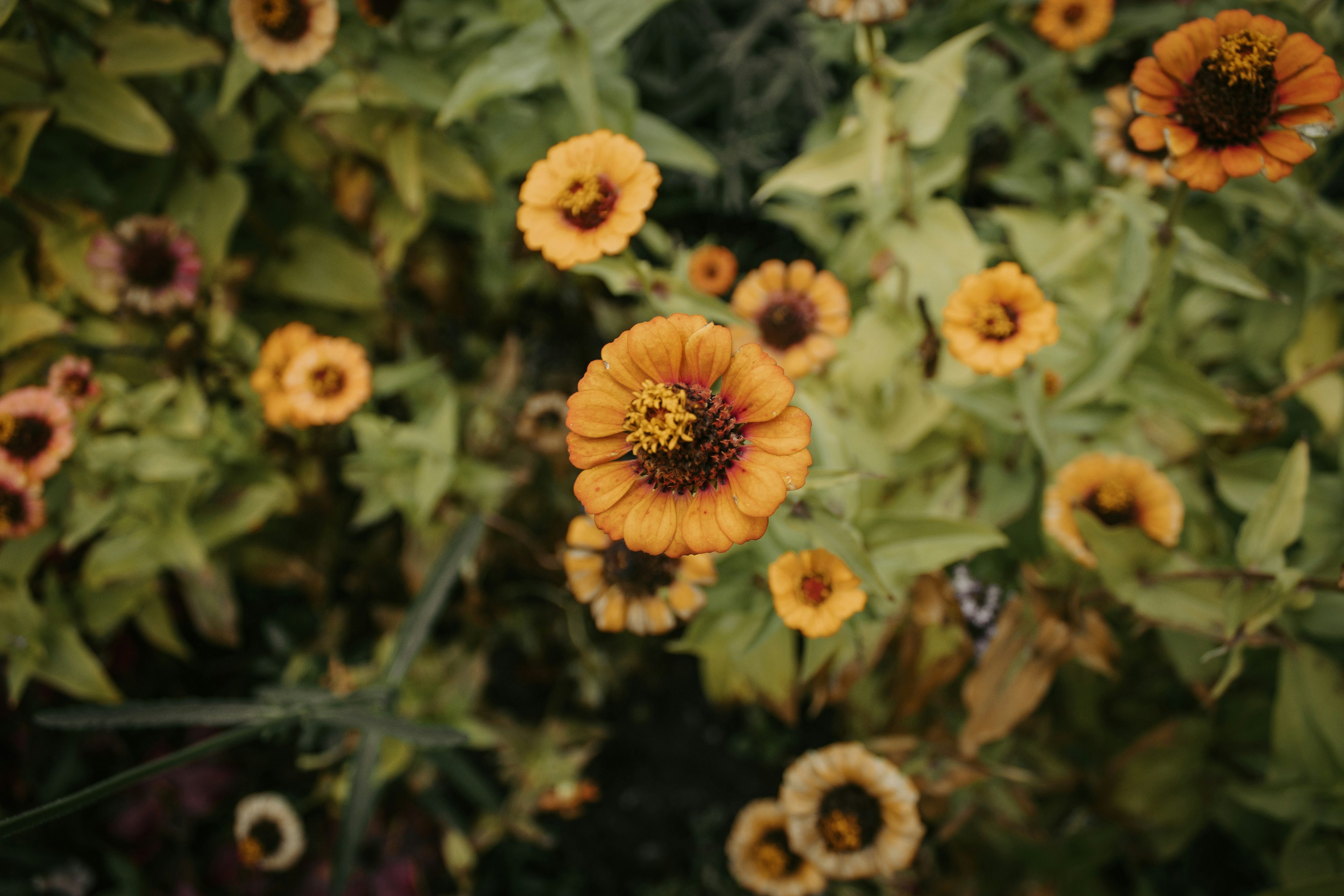 A bunch of yellow flowers in a field