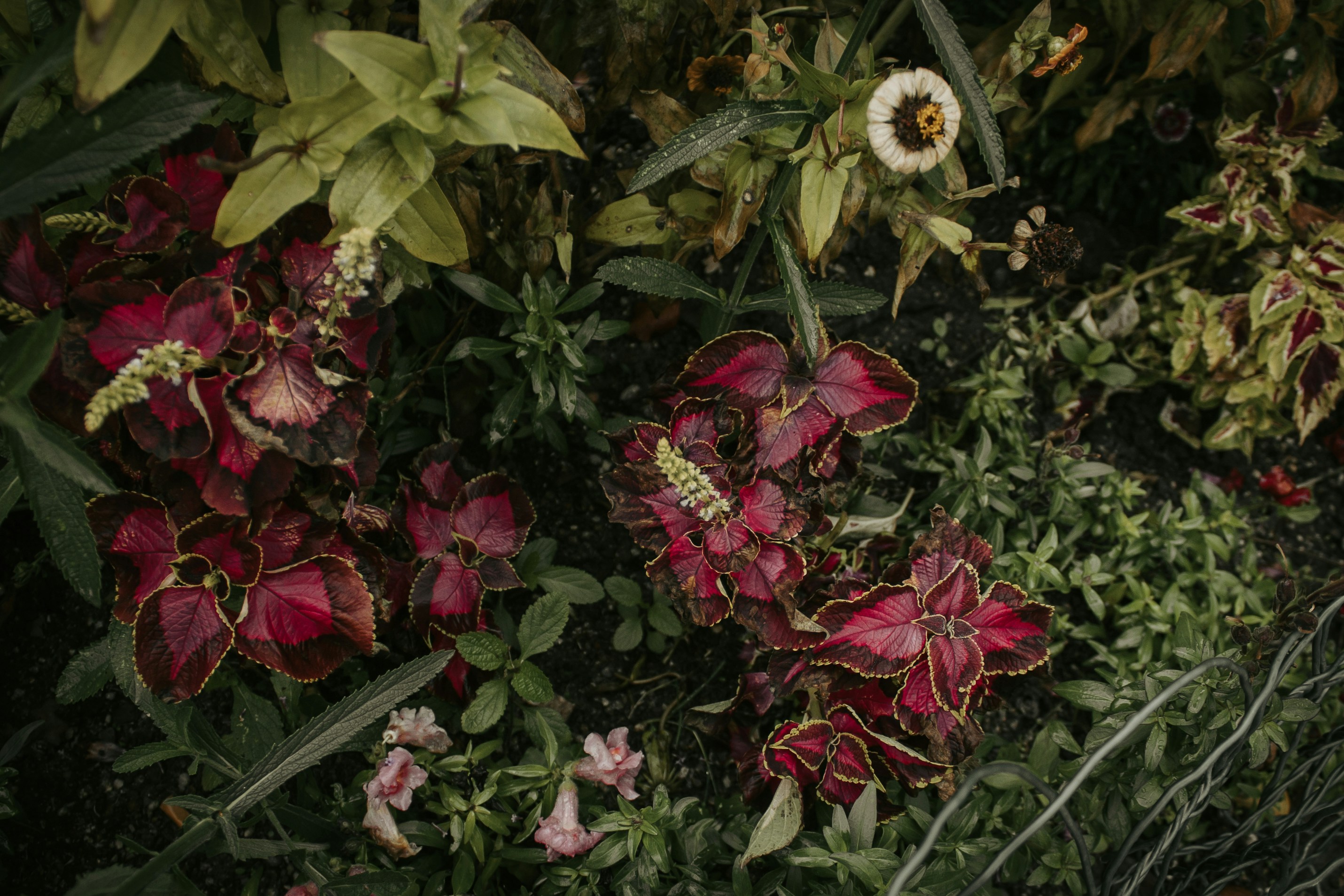A bunch of flowers that are in the grass