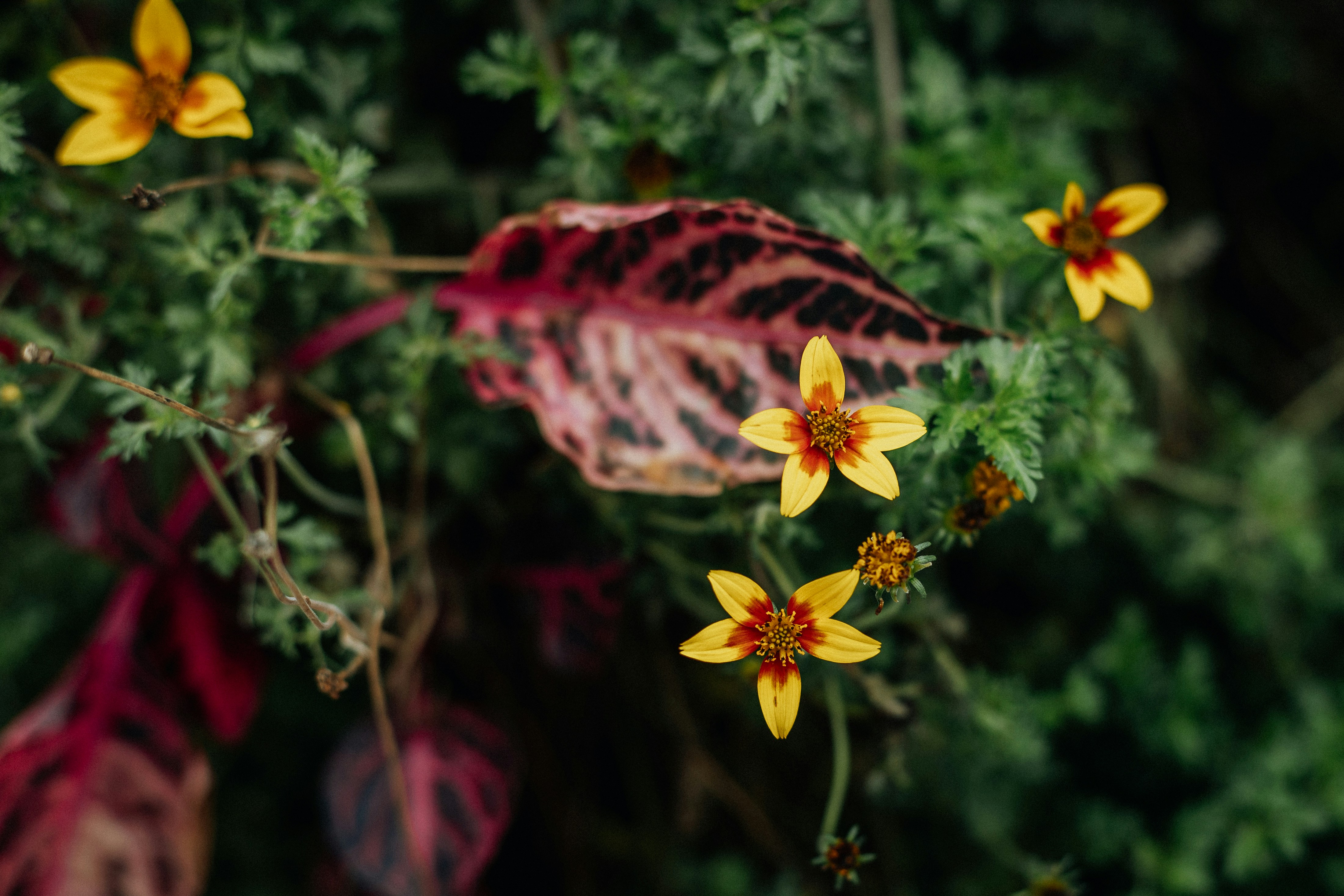 A close up of a plant with yellow flowers