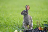 Der Osterhase und das vergessene Ei