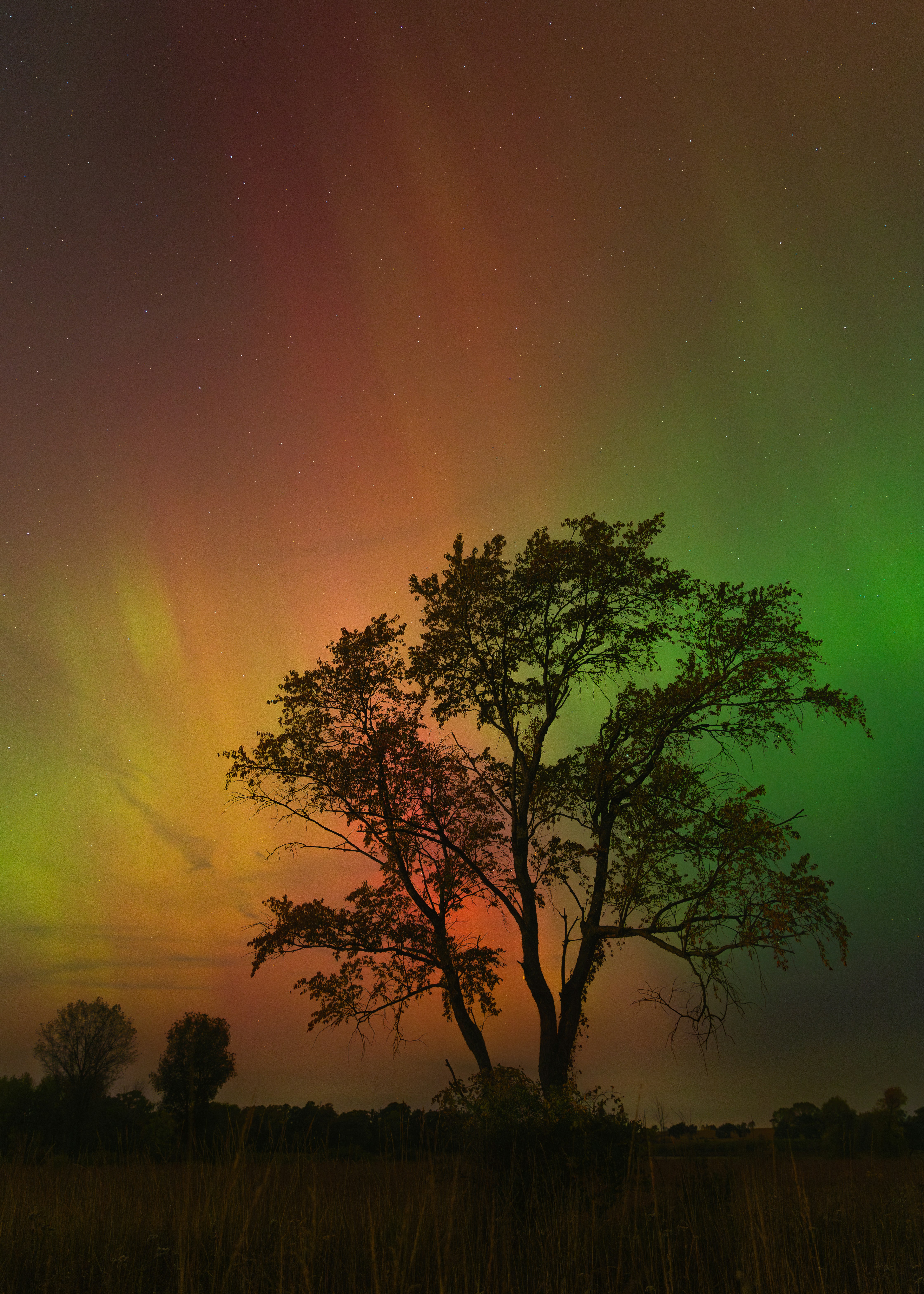 A tree in a field with the aurora in the background