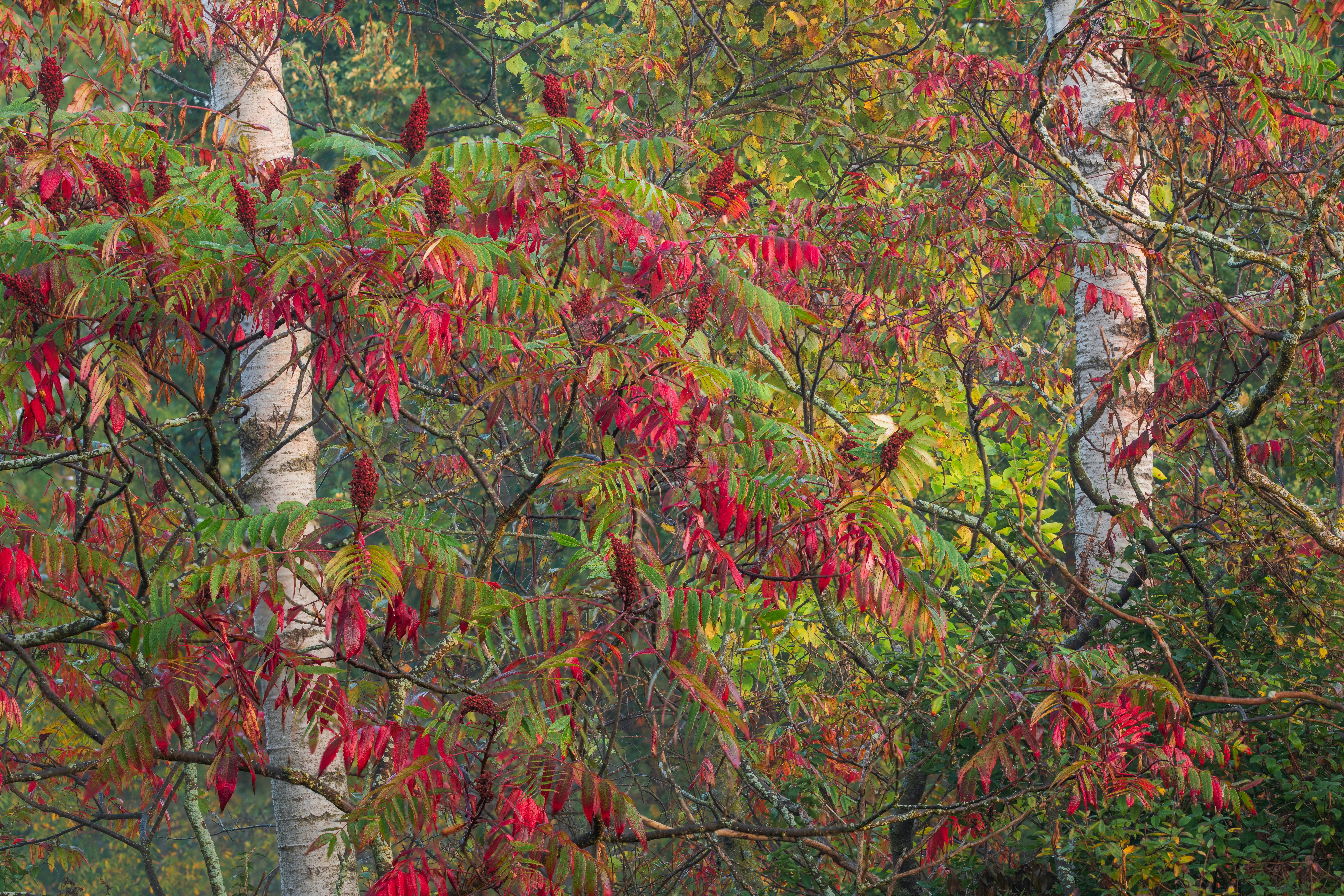 A forest filled with lots of trees covered in leaves