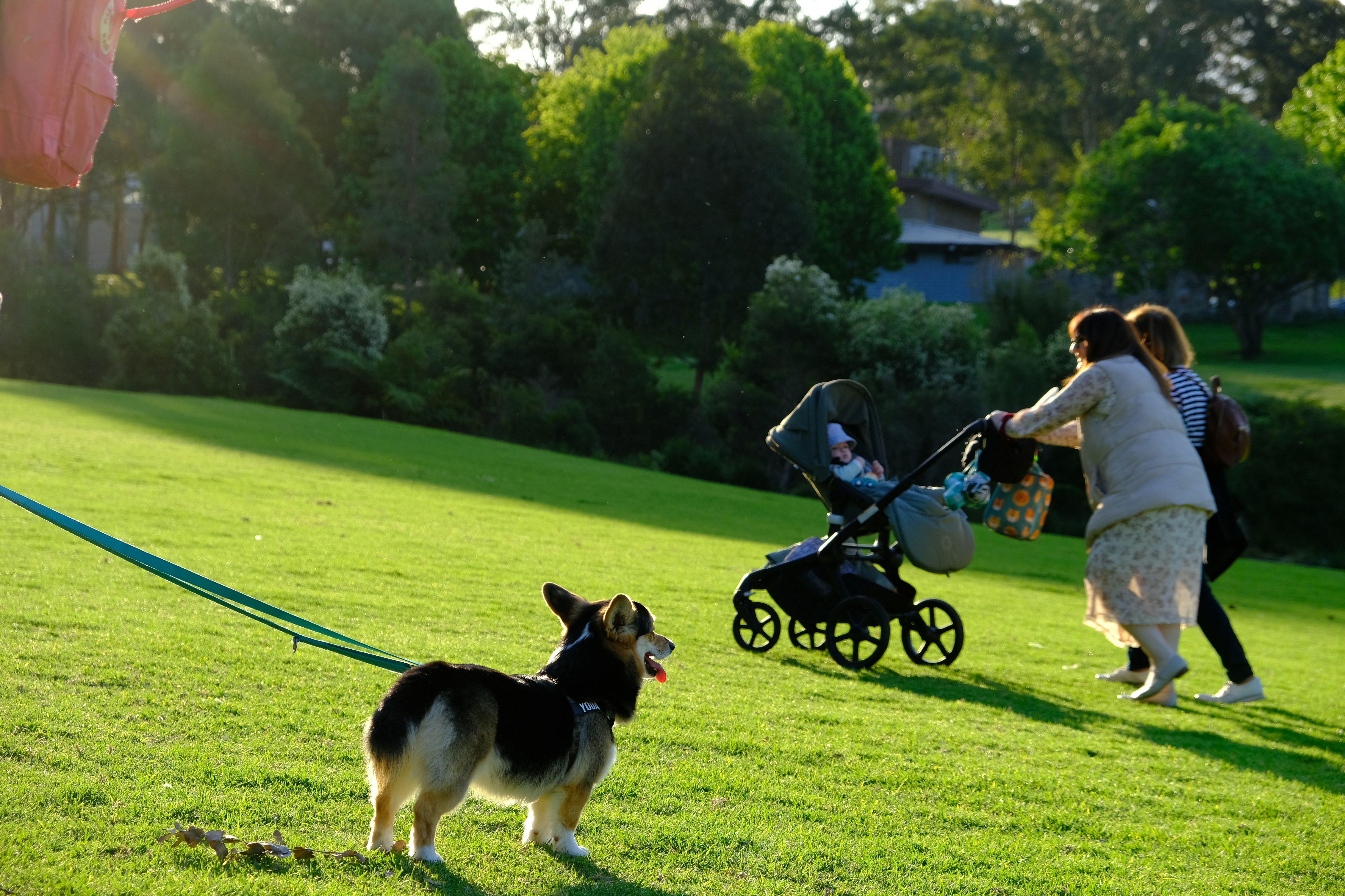 At What Age Do Small Breed Dogs Stop Growing? (The 10-Month Milestone)