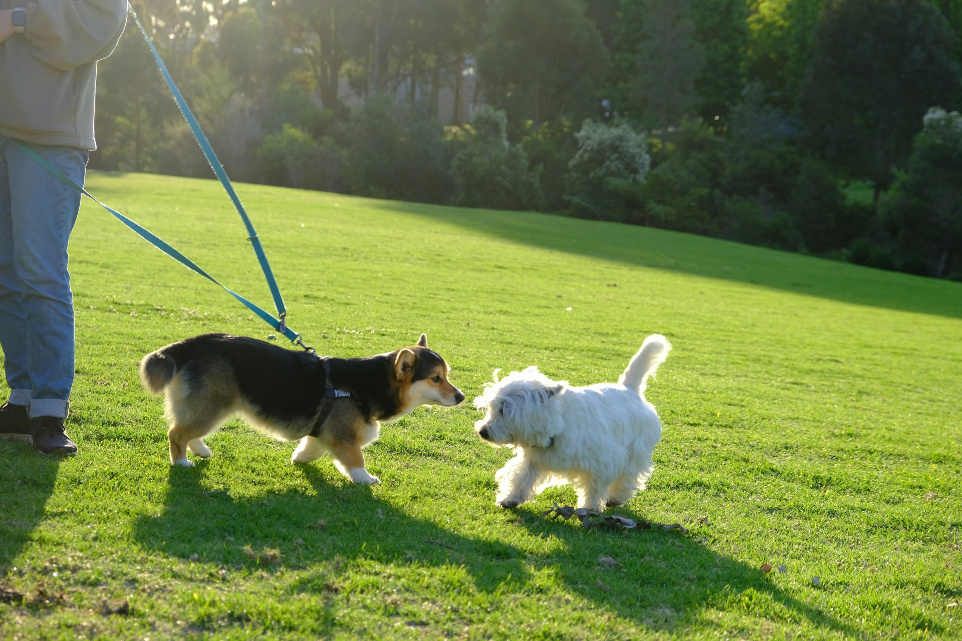 A man walking two dogs on a leash