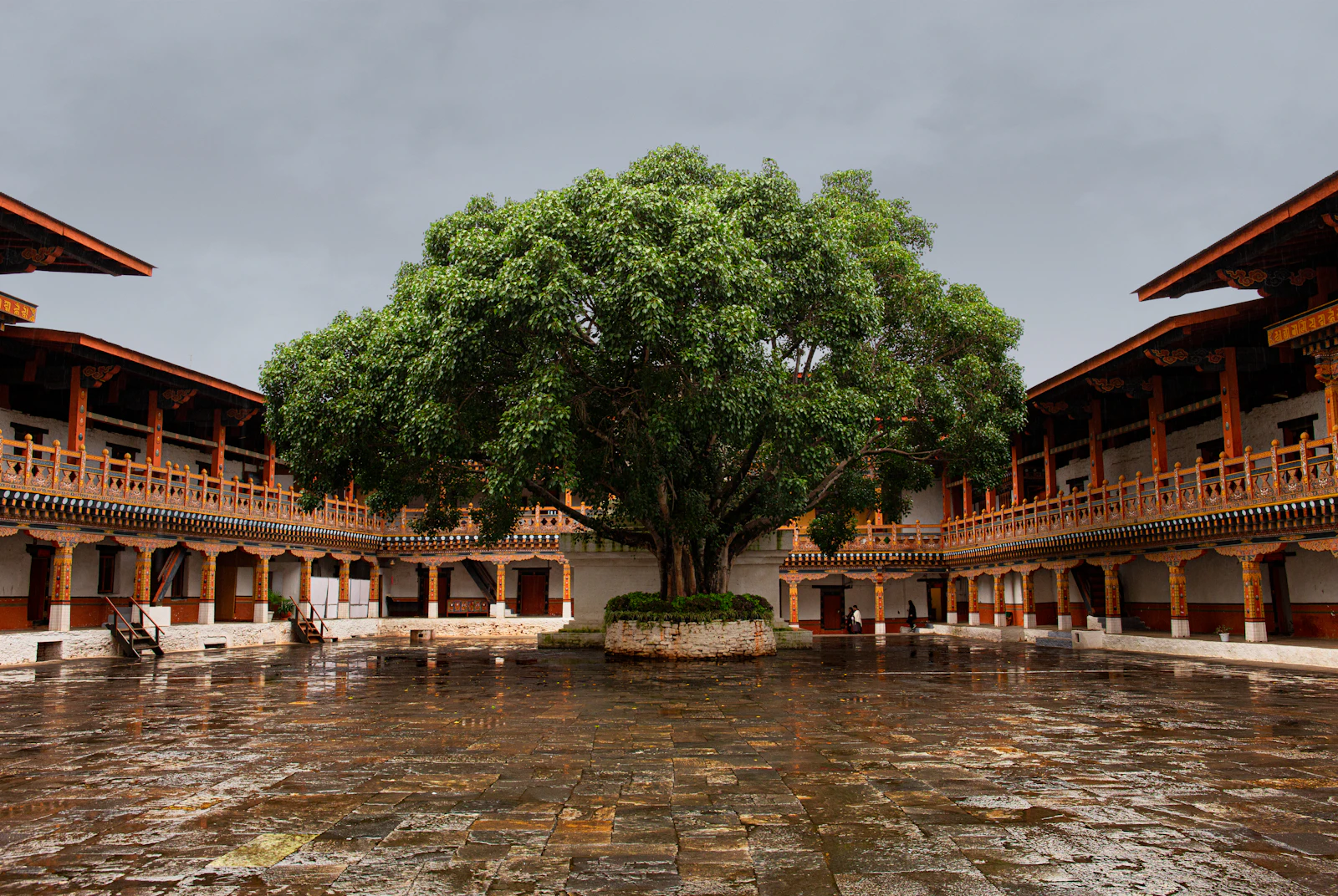 The great bodhi tree in the rain washed flagstone courtyard of Punakha Dzong, carved wooden galleries on three sides