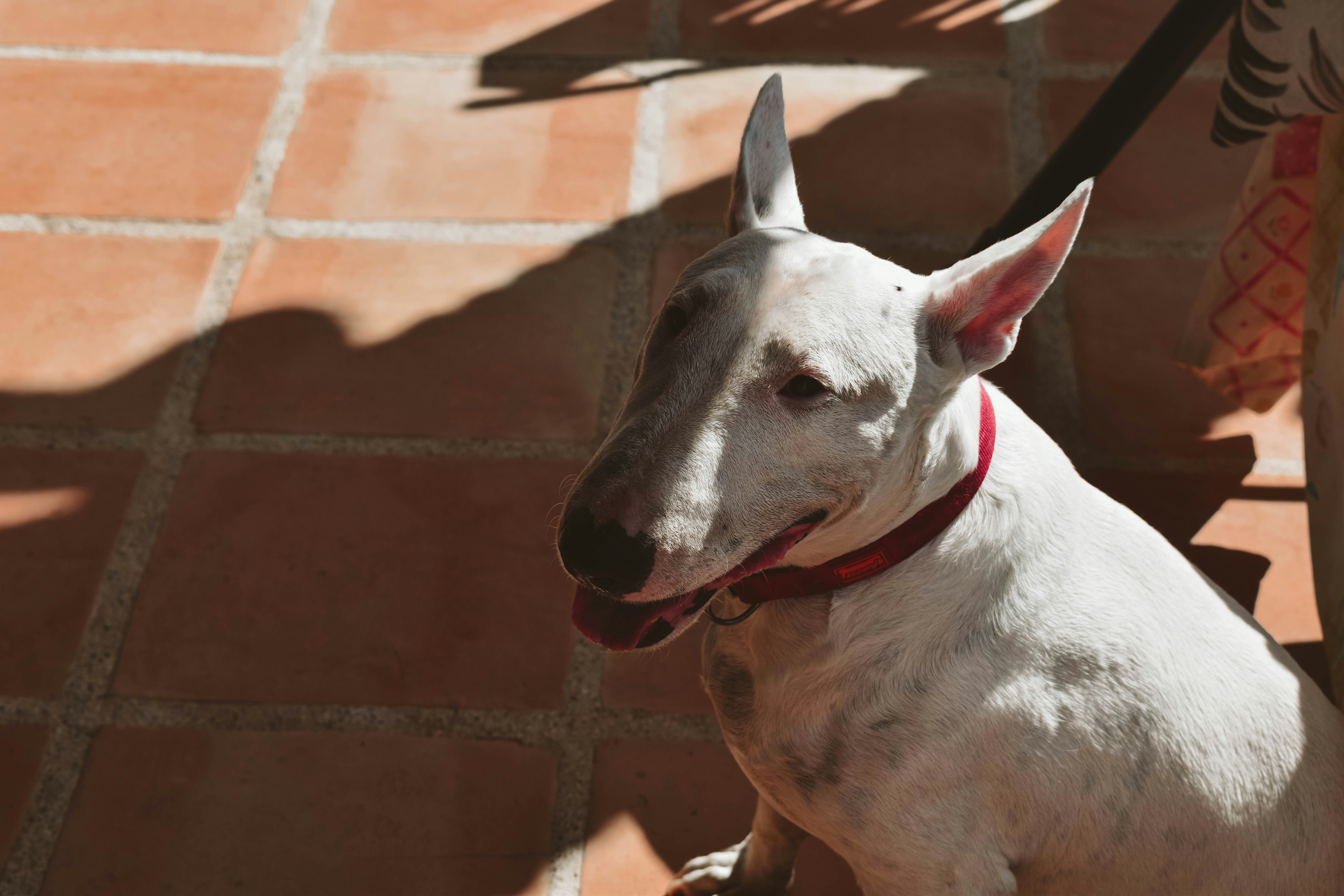 A white dog sitting on top of a red tile floor