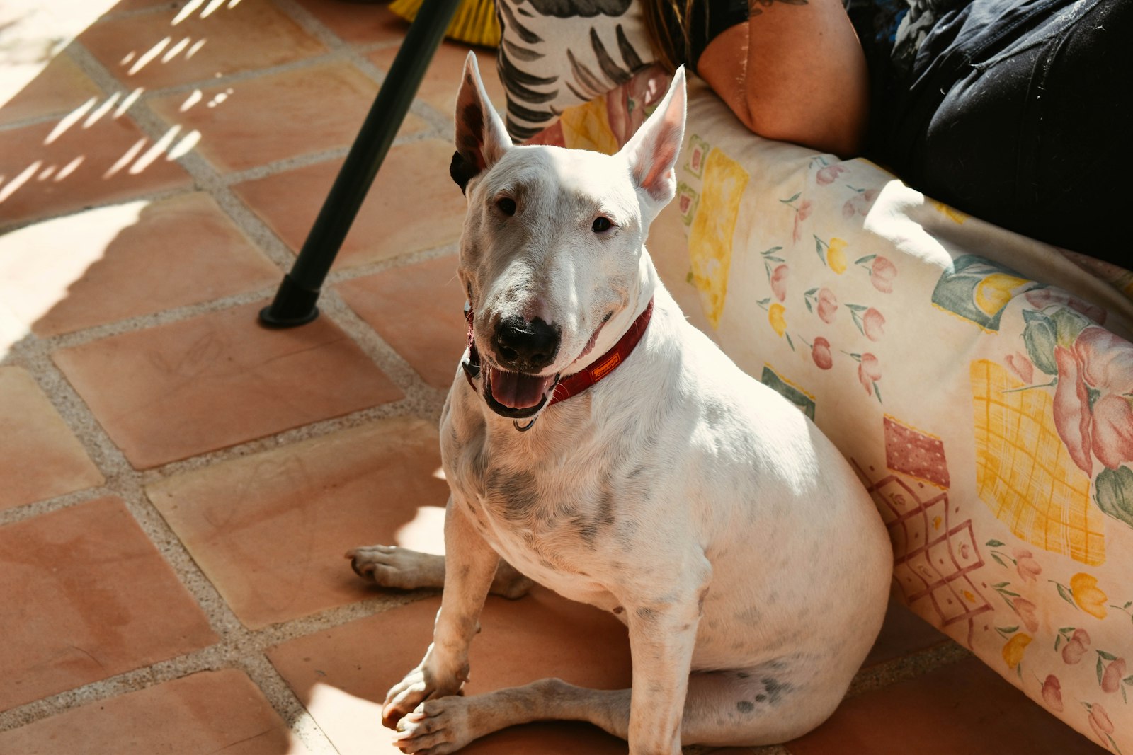 Living with a Bull Terrier in an Apartment