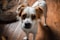 A brown and white dog standing on top of a wooden floor