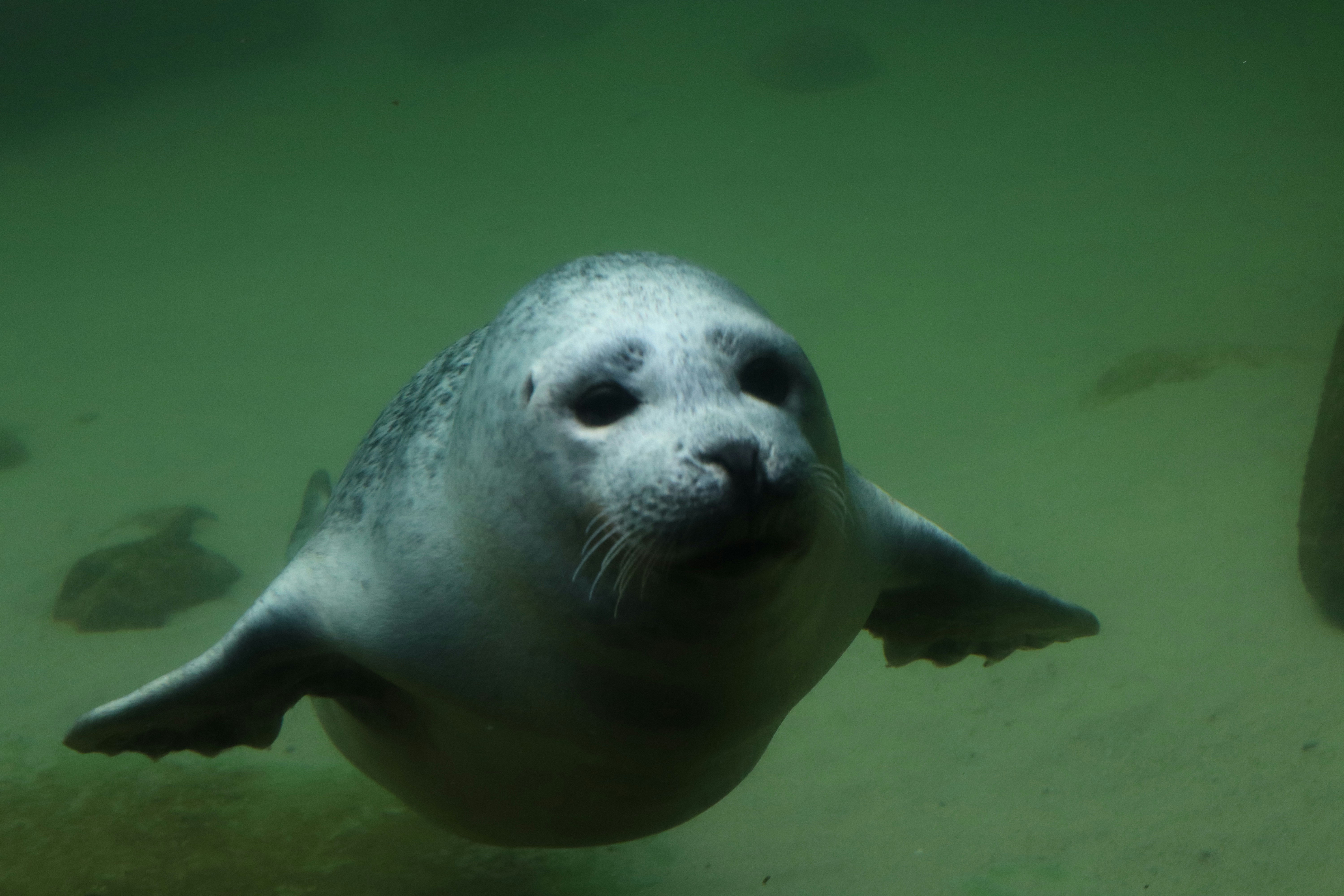 A baby seal is swimming in the water