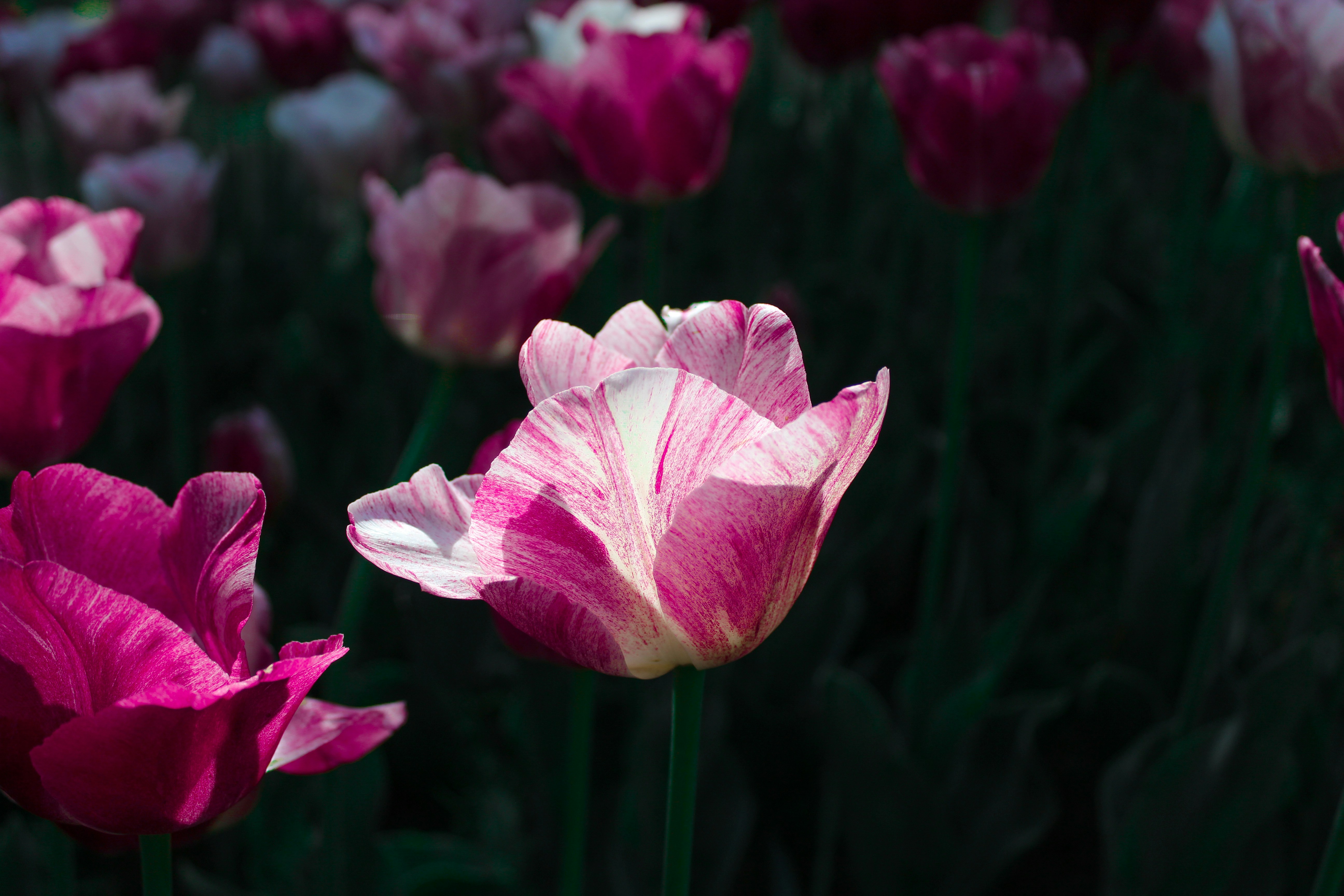 Photo by alessandromenna