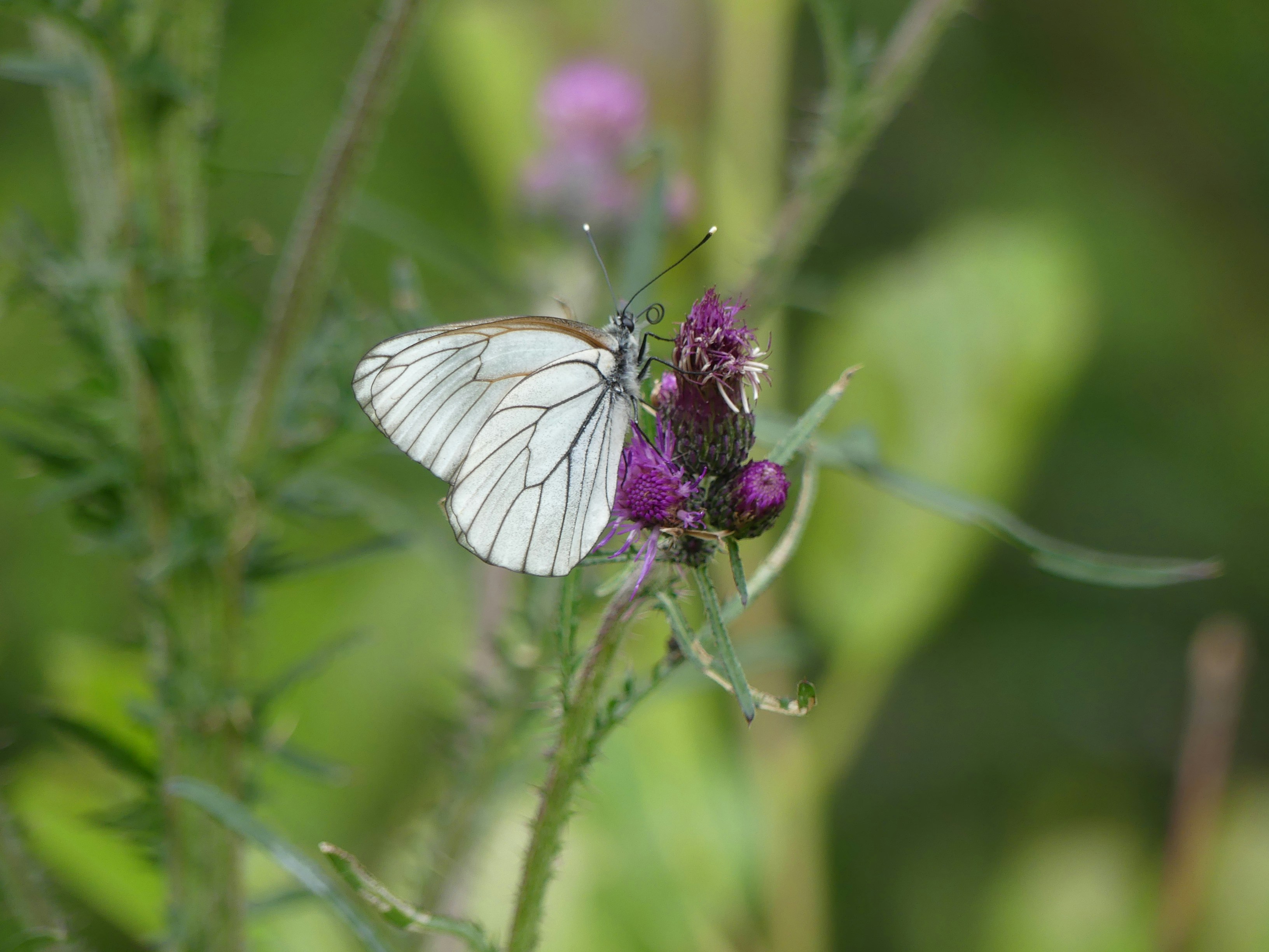 Photo by vierundzwanzig_7