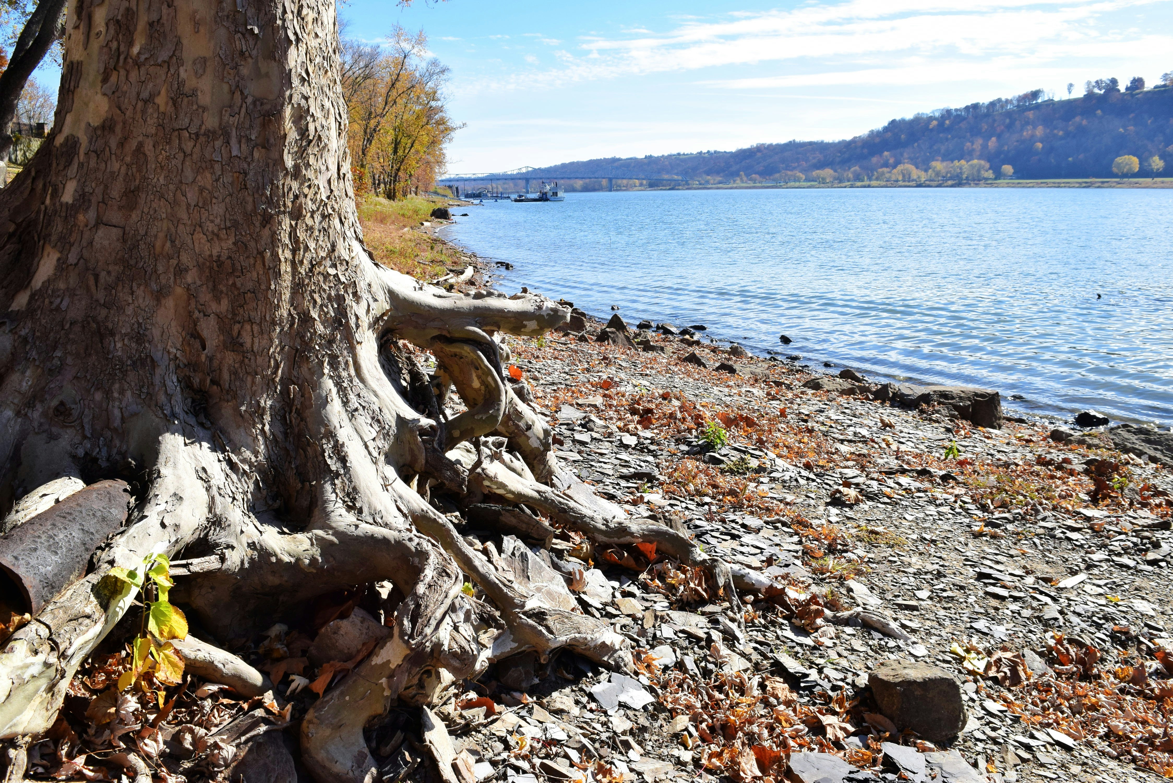 A tree stump on a rocky beach next to a body of water