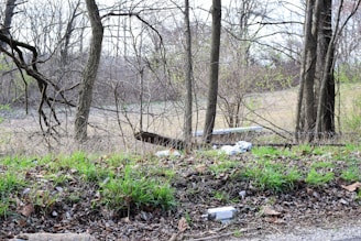 A road in the middle of a wooded area