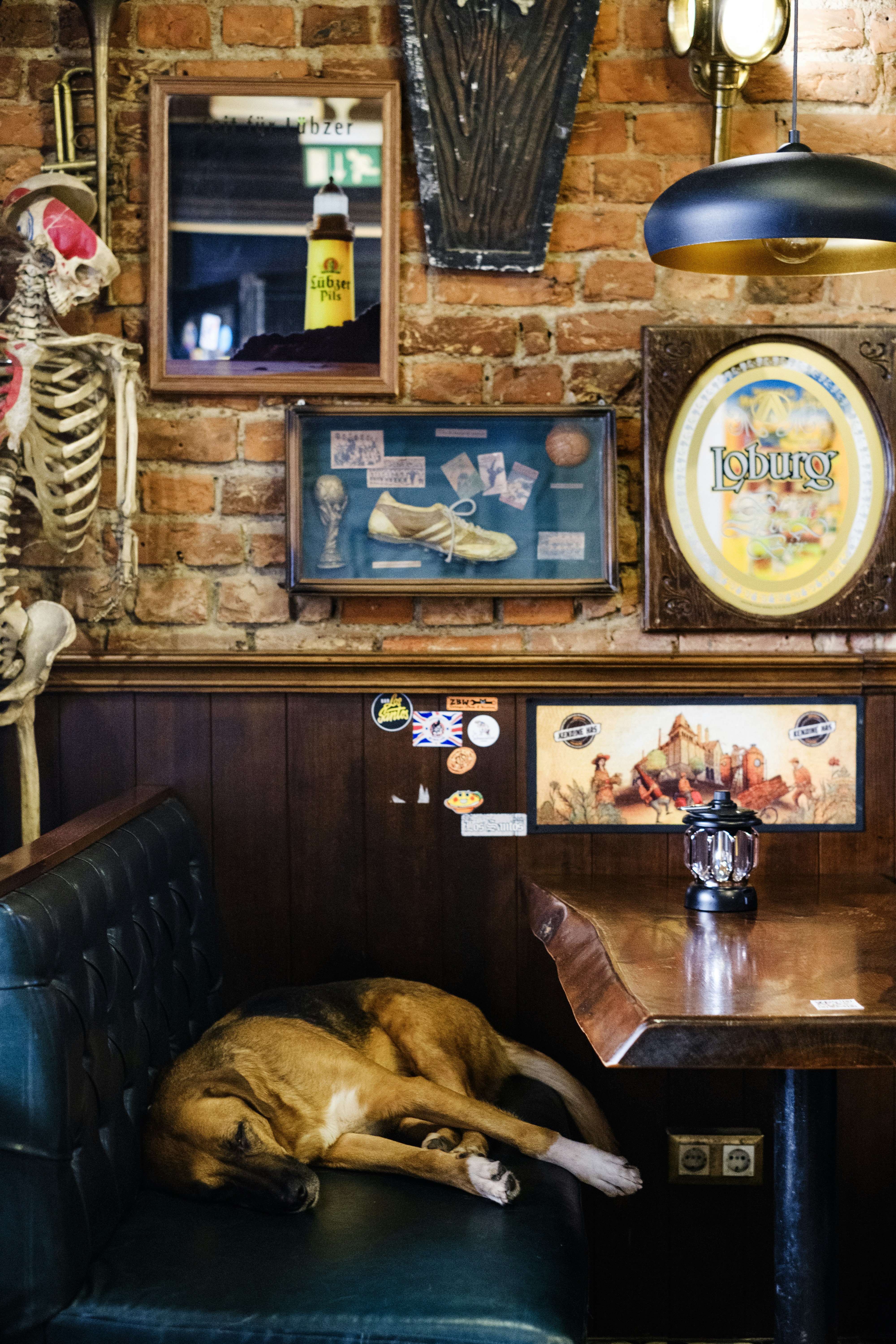 Ein Hund, der auf einem Stuhl in einem Restaurant schläft