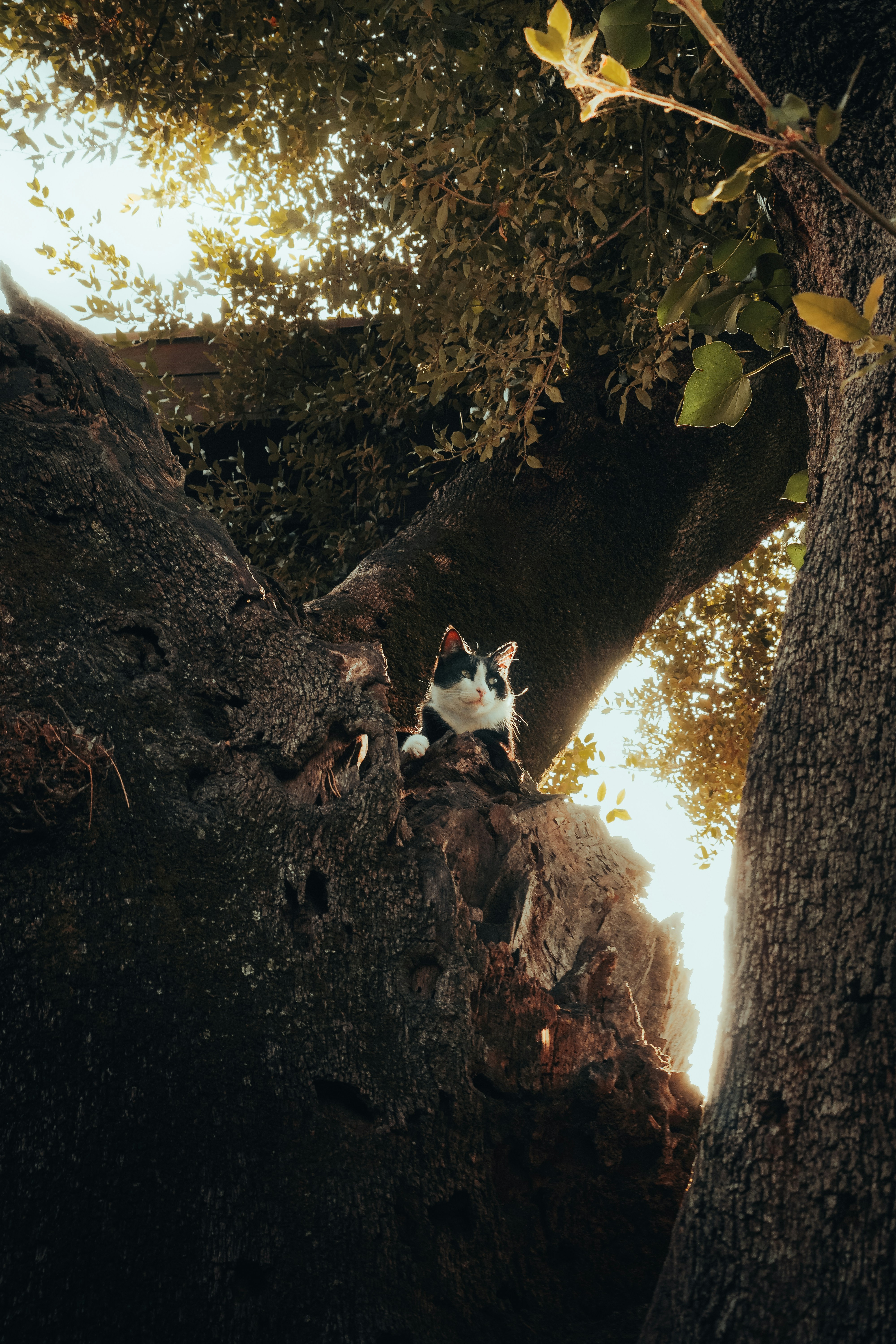 Eine Katze, die mitten auf einem Baum sitzt