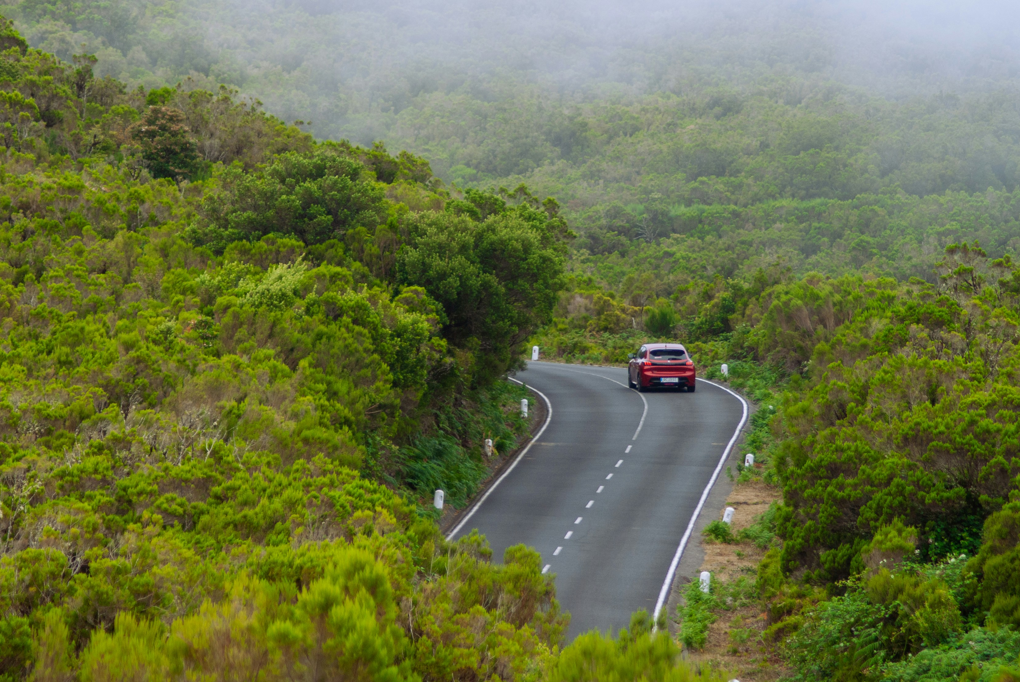 A car driving down a road surrounded by trees