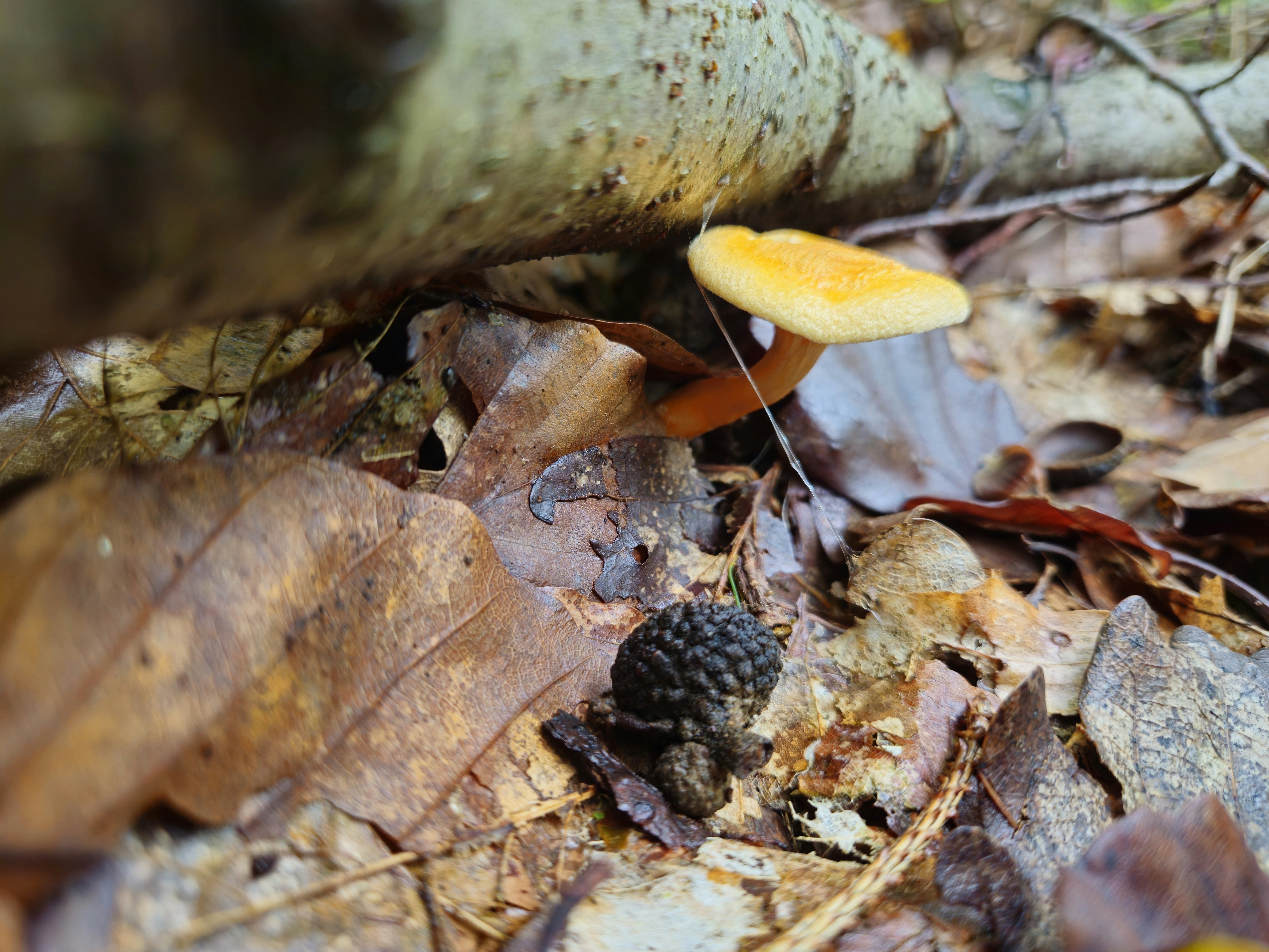 A small yellow mushroom sitting on the ground
