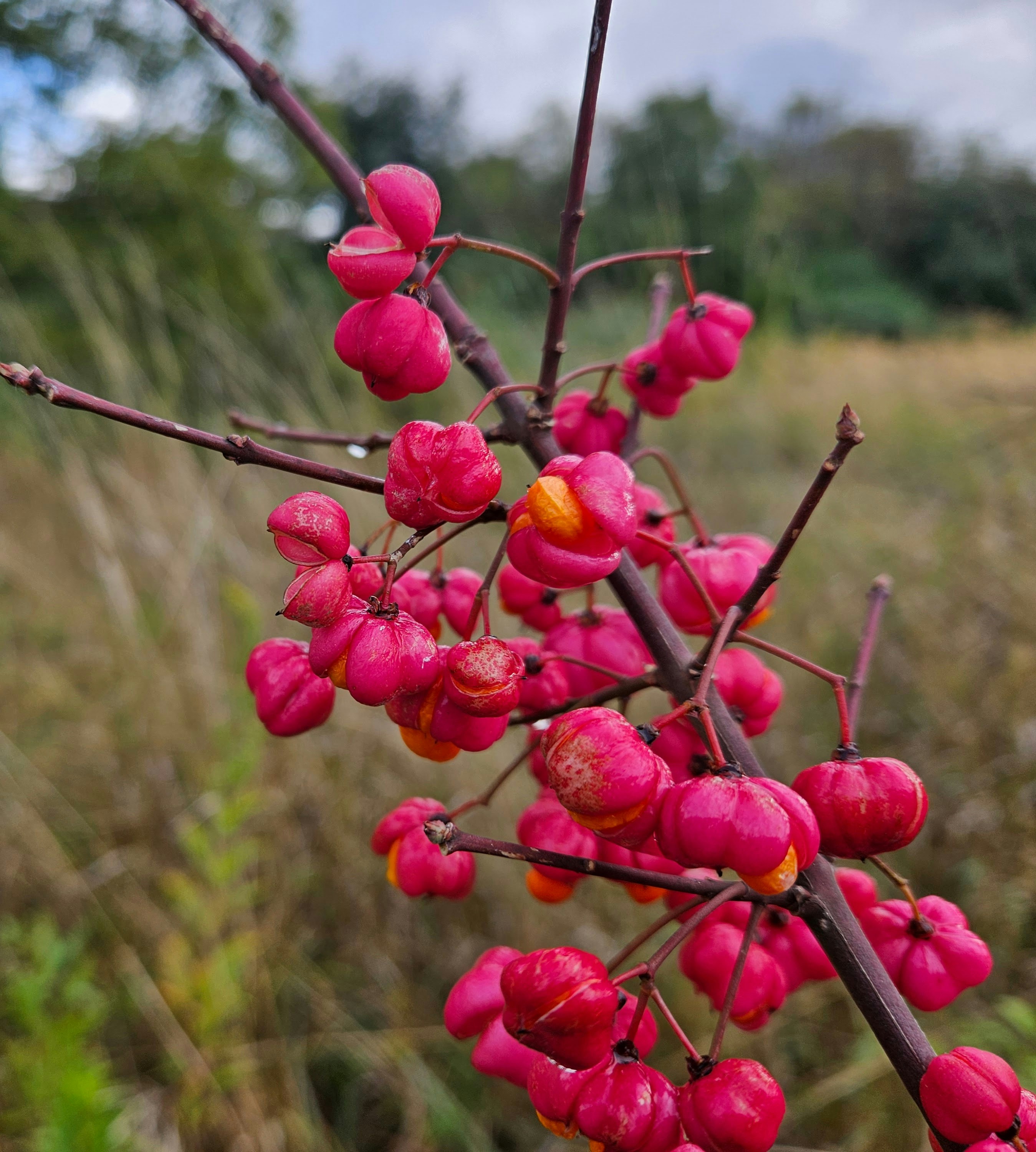 A close up of a tree with pink flowers