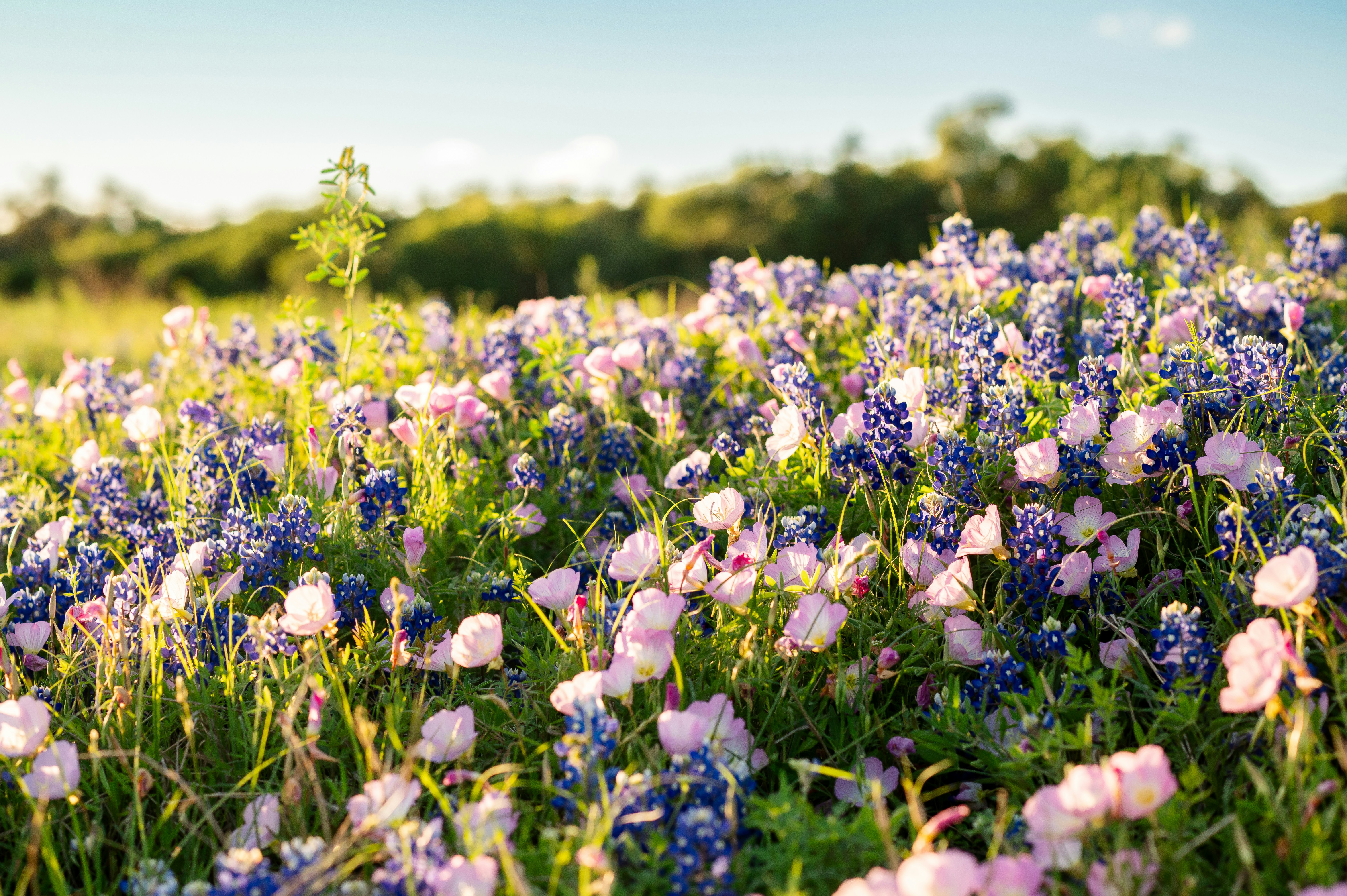A field full of purple and white flowers