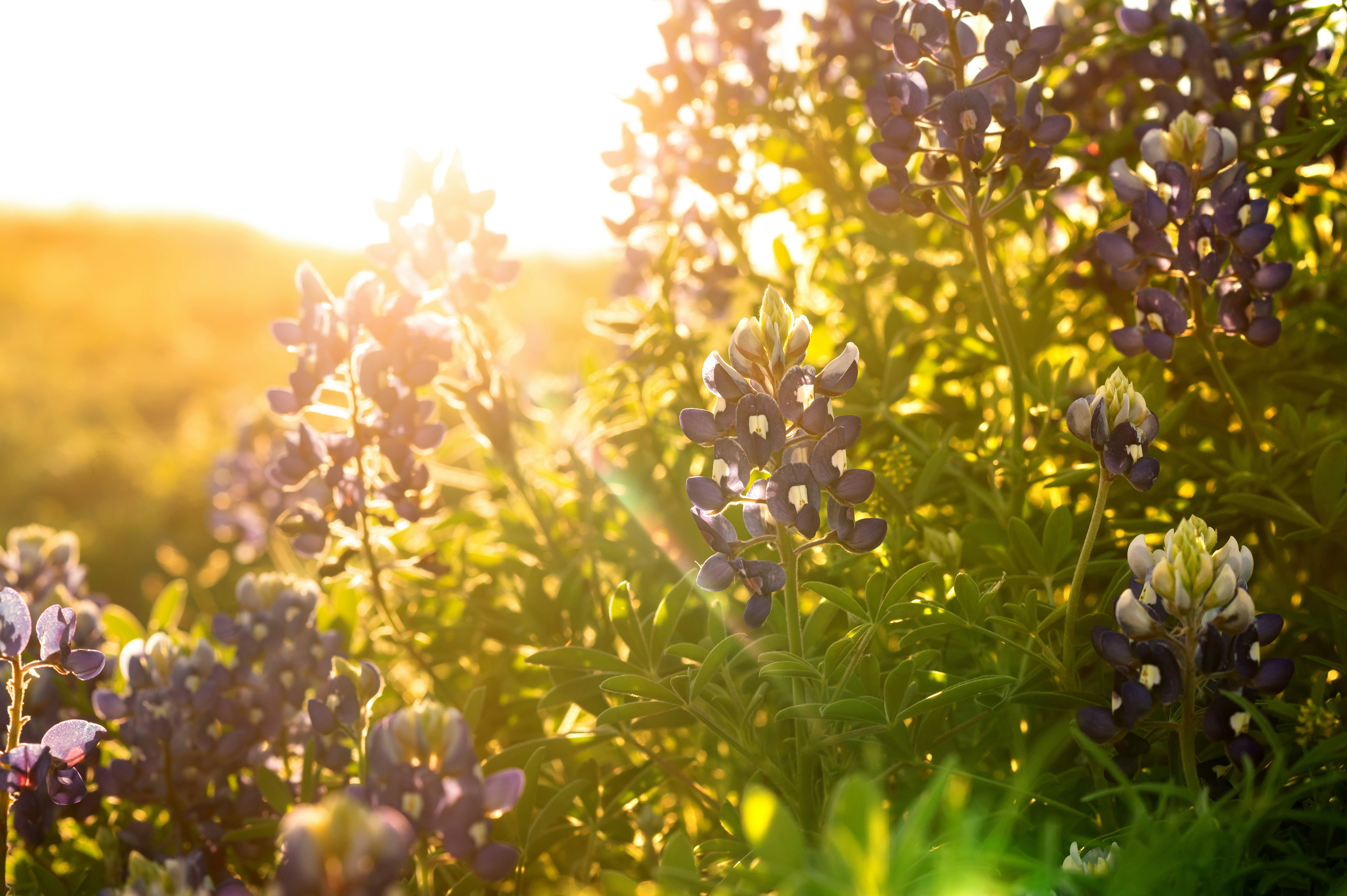 A field of purple flowers with the sun shining in the background