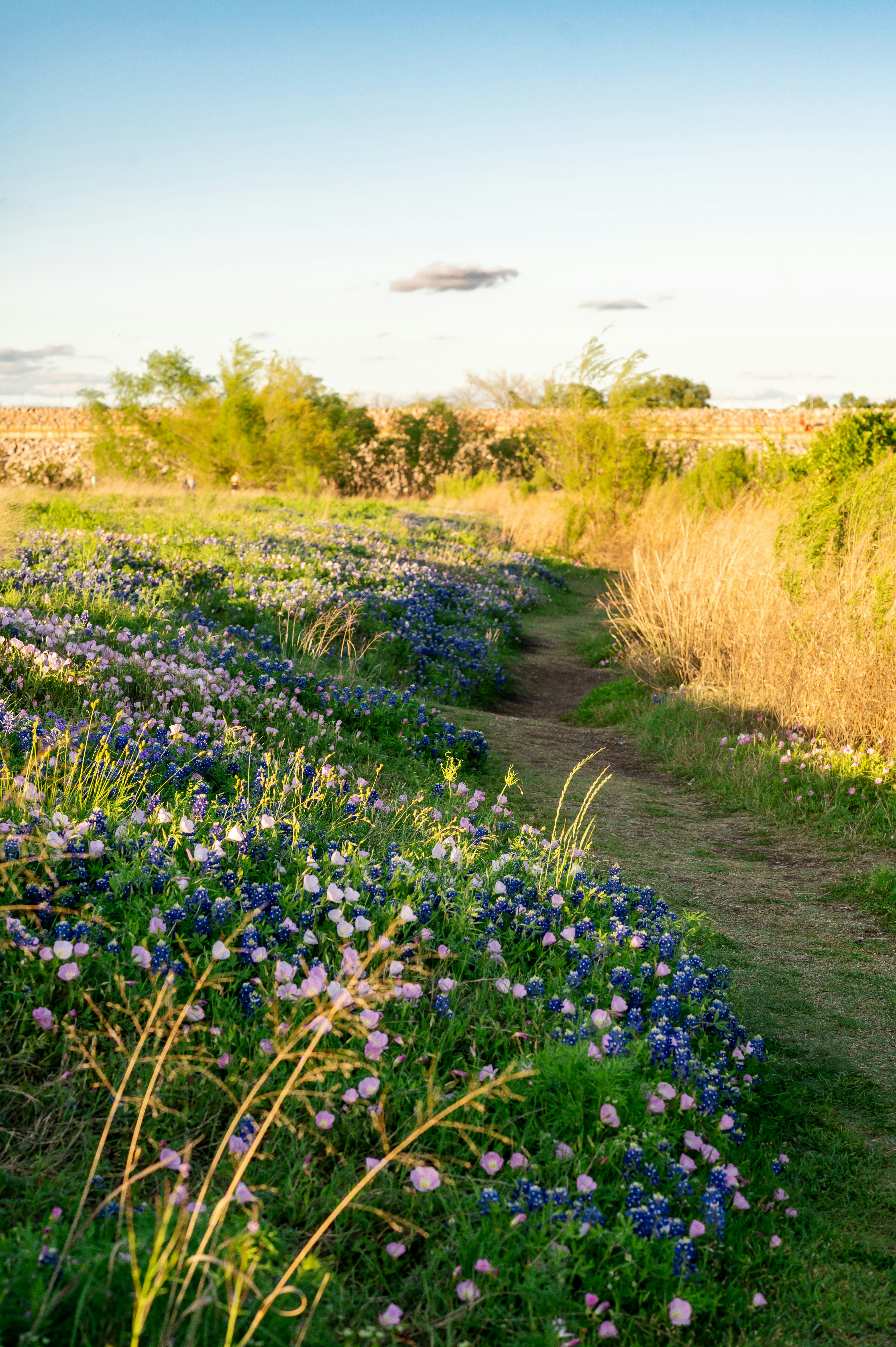 A dirt path surrounded by wildflowers and trees