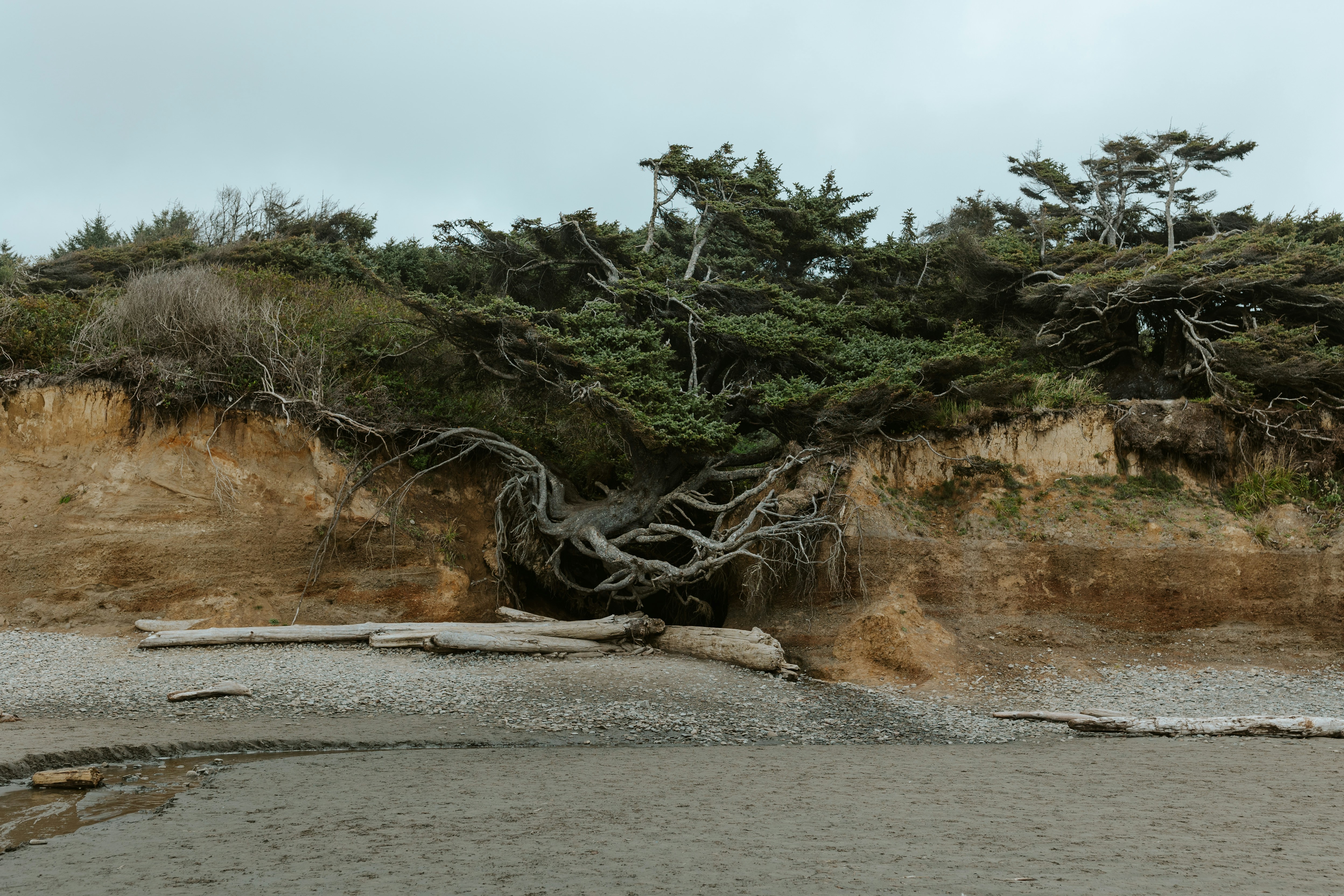 A sandy beach with a bunch of trees on top of it
