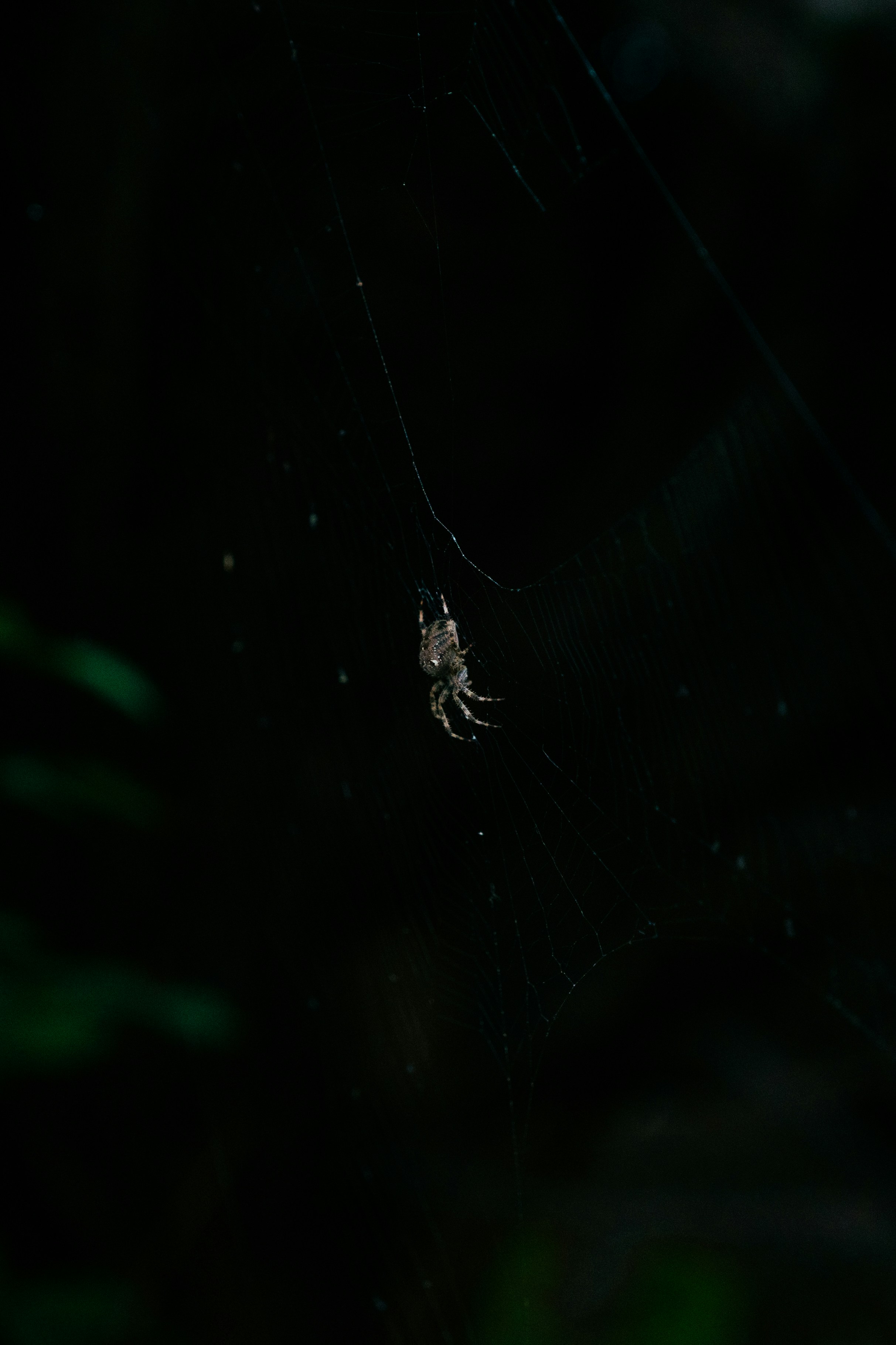 Photo by melatonical